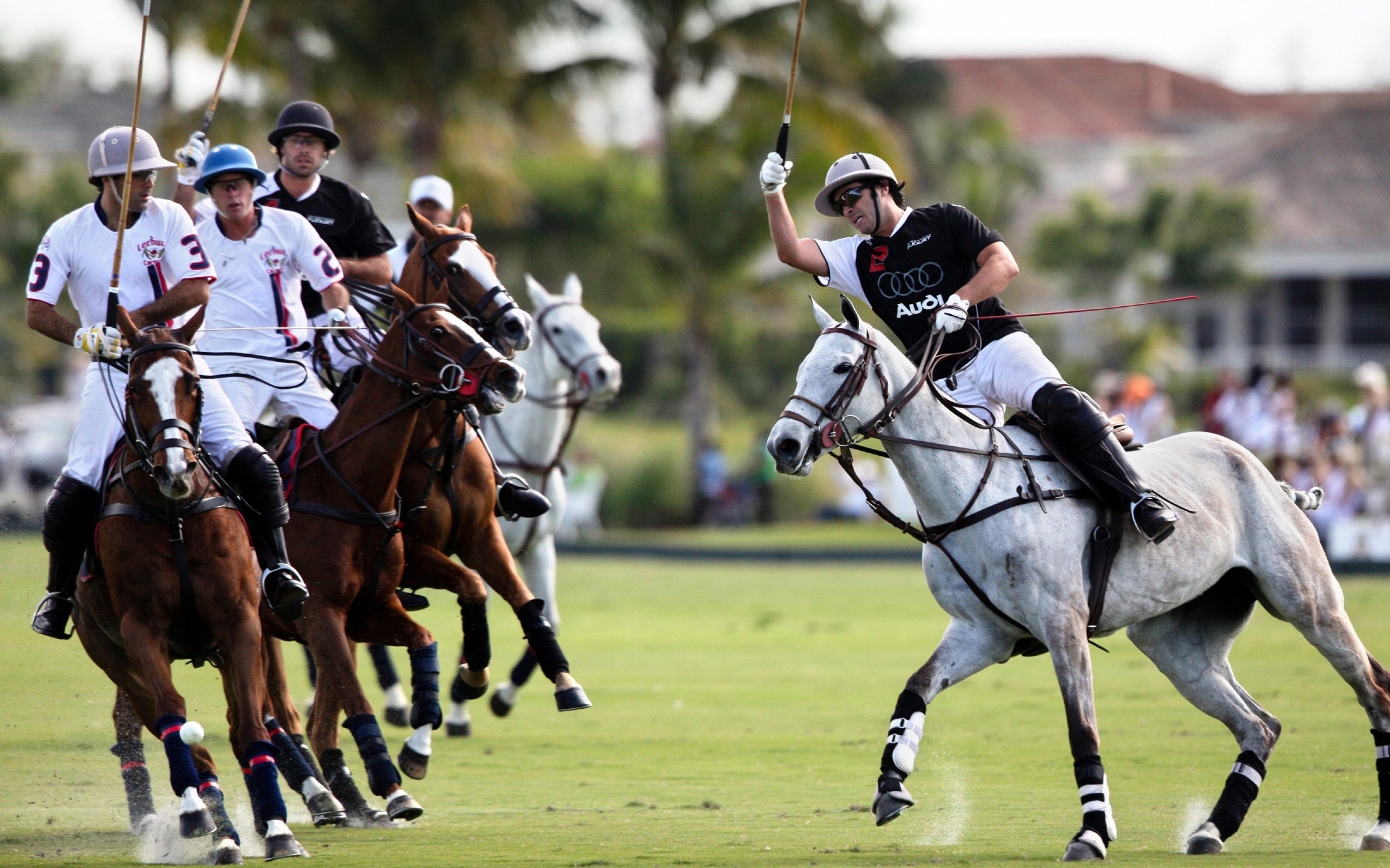 Вид конного спорта 4 буквы. Polo Sport. Поло для конного спорта. Великобританское Конное поло. Polo Polo Sport.