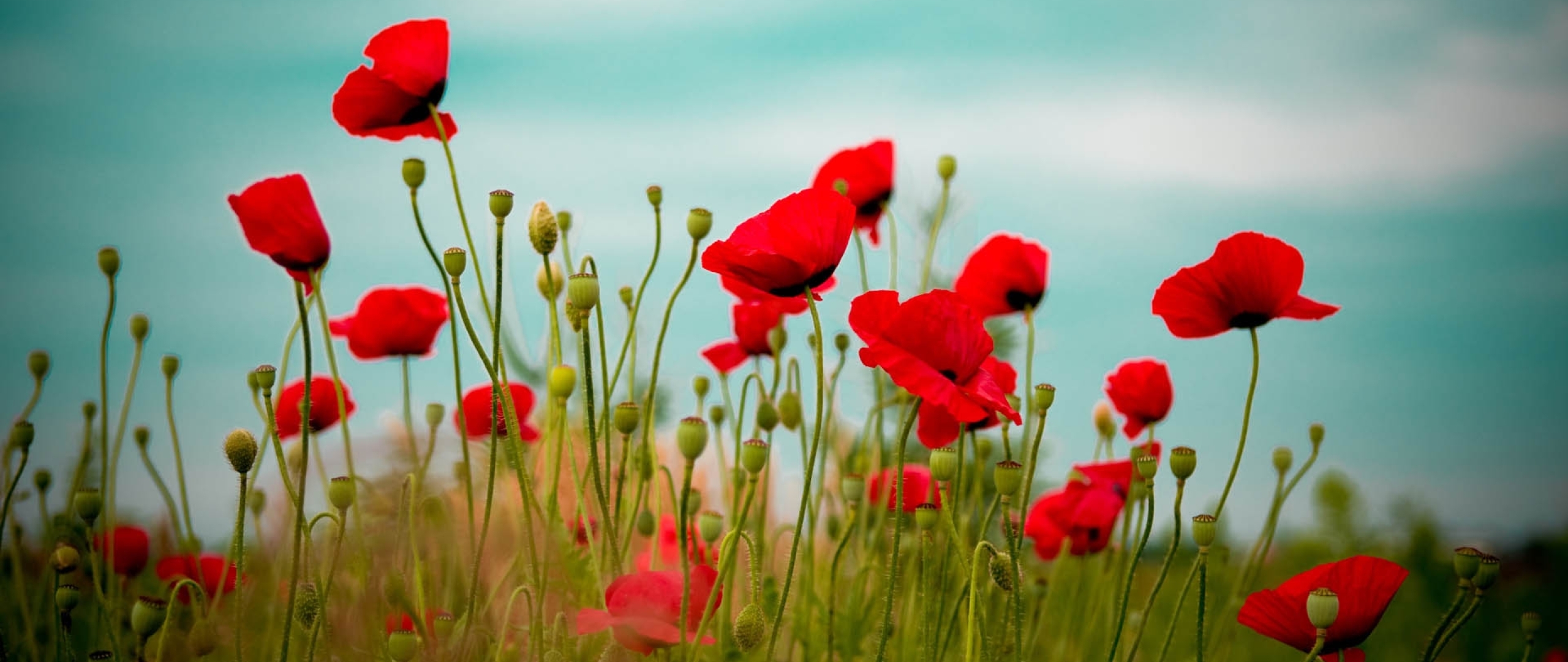 2560x1080 Resolution poppies, field, flower 2560x1080 Resolution ...