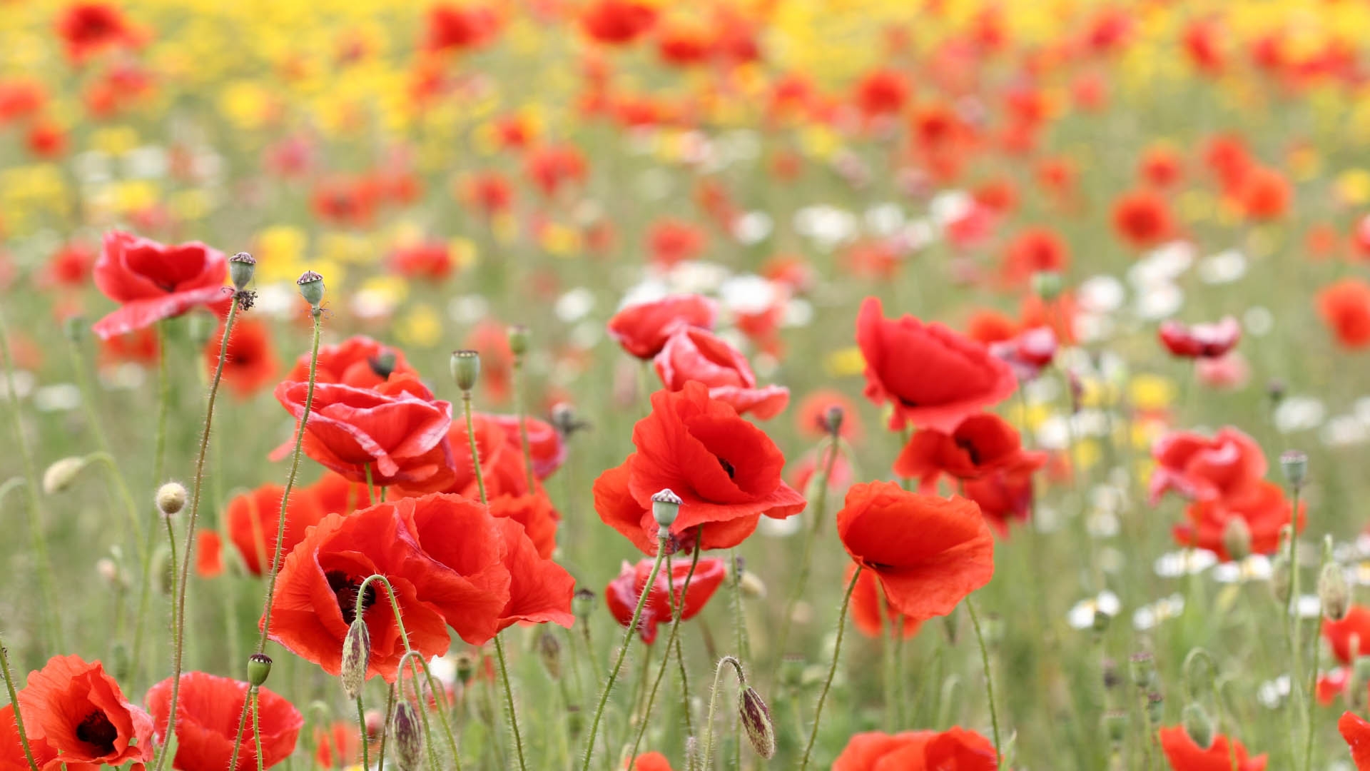 2560x1080 Poppies Field Flowers 2560x1080 Resolution Wallpaper Hd Flowers 4k Wallpapers Images Photos And Background Wallpapers Den