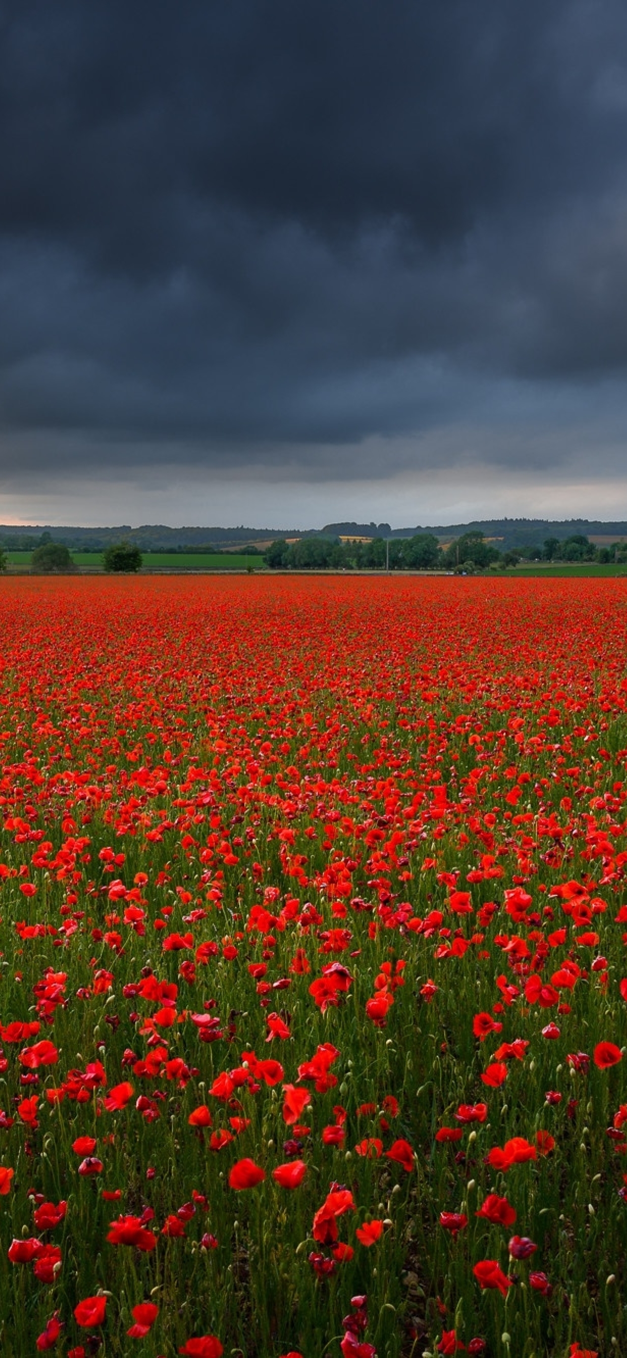 Poppy Flowers Red wallpaper  Download Free pics