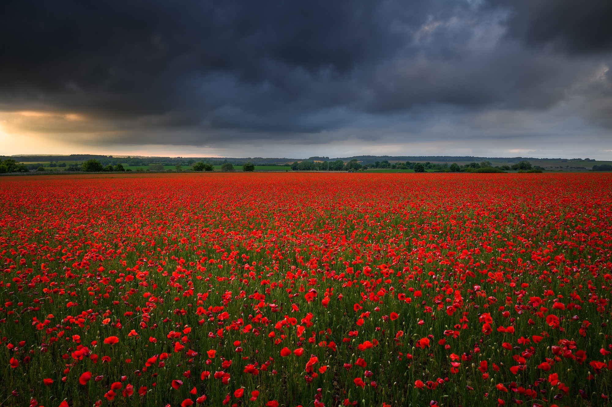 1080x224020 Poppy Flower Field 1080x224020 Resolution Wallpaper, HD Flowers  4K Wallpapers, Images, Photos and Background - Wallpapers Den