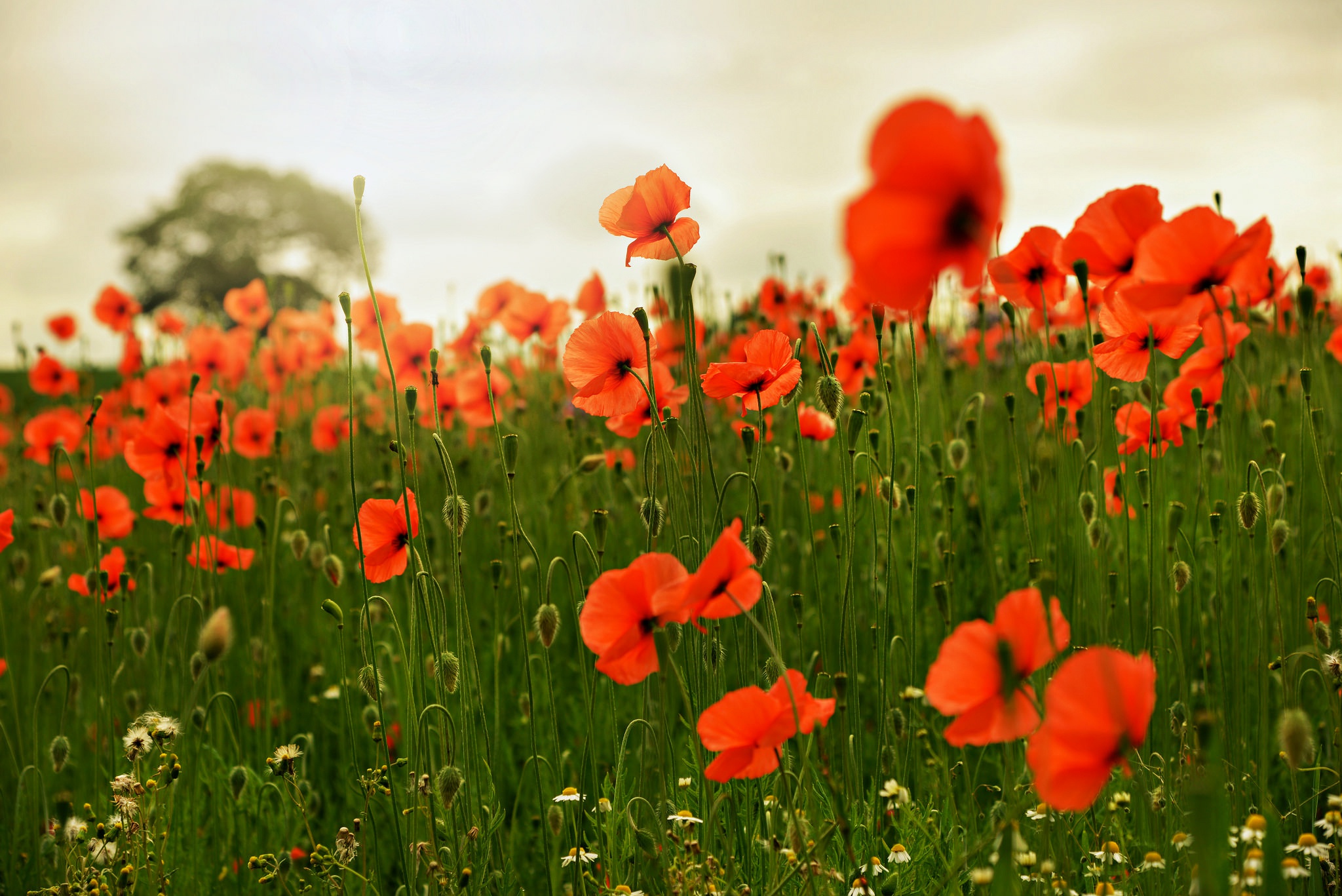 Poppy Wallpaper, HD Flowers 4K Wallpapers, Images, Photos and Background