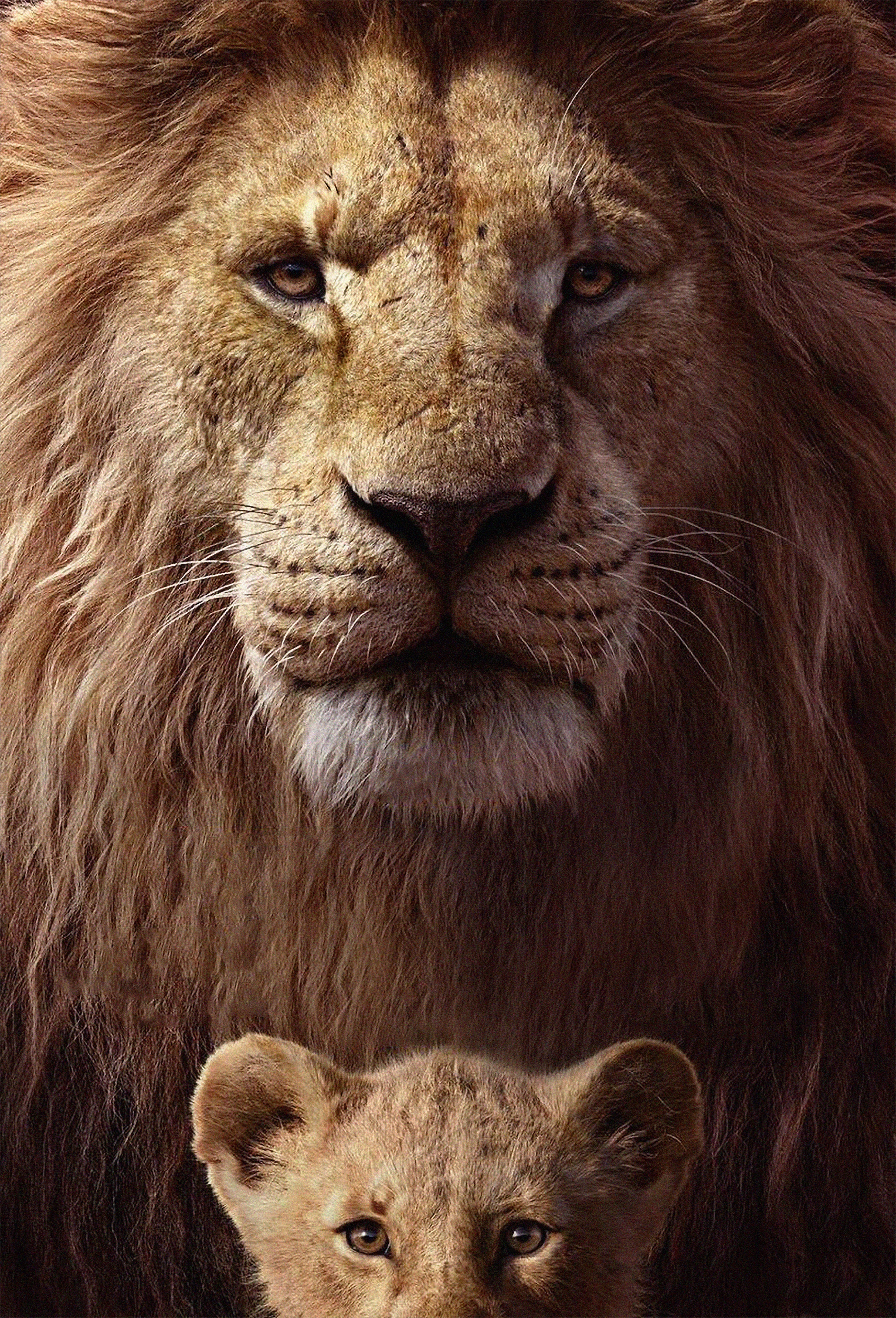 Featured image of post Desktop Background Images Lion
