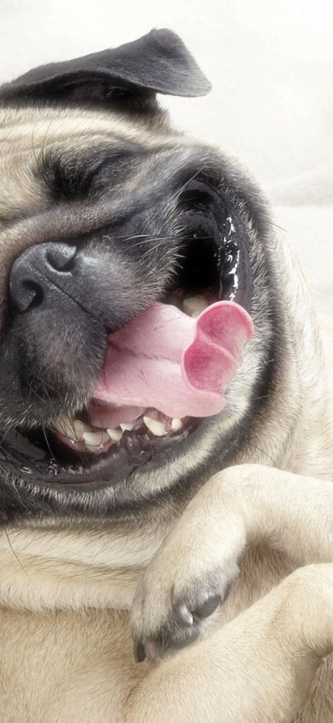 1080x2340 pug, dog, face 1080x2340 Resolution Wallpaper, HD Animals 4K  Wallpapers, Images, Photos and Background - Wallpapers Den