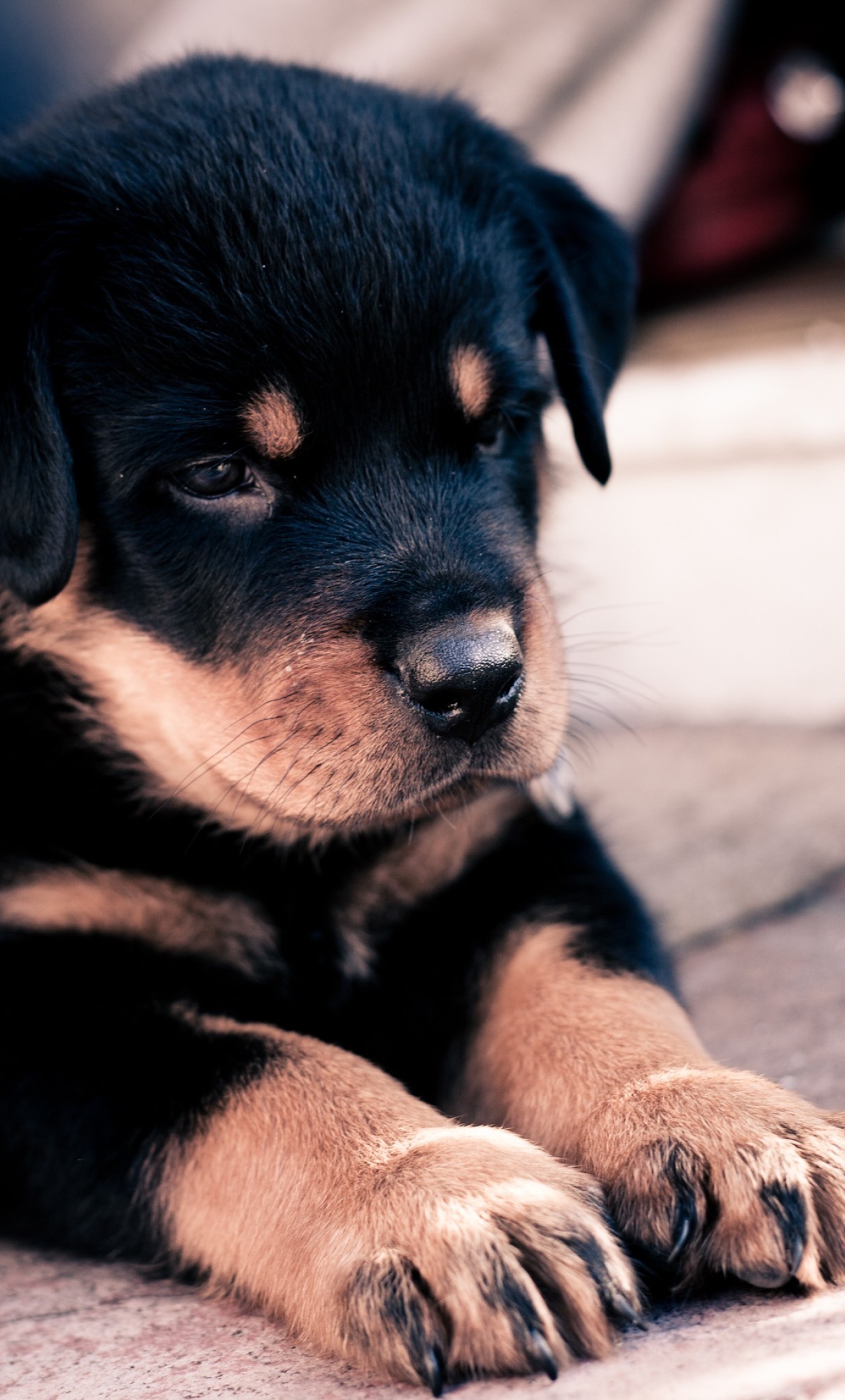 1280x2120 puppy, rottweiler, dog iPhone 6 plus Wallpaper, HD Animals 4K  Wallpapers, Images, Photos and Background - Wallpapers Den