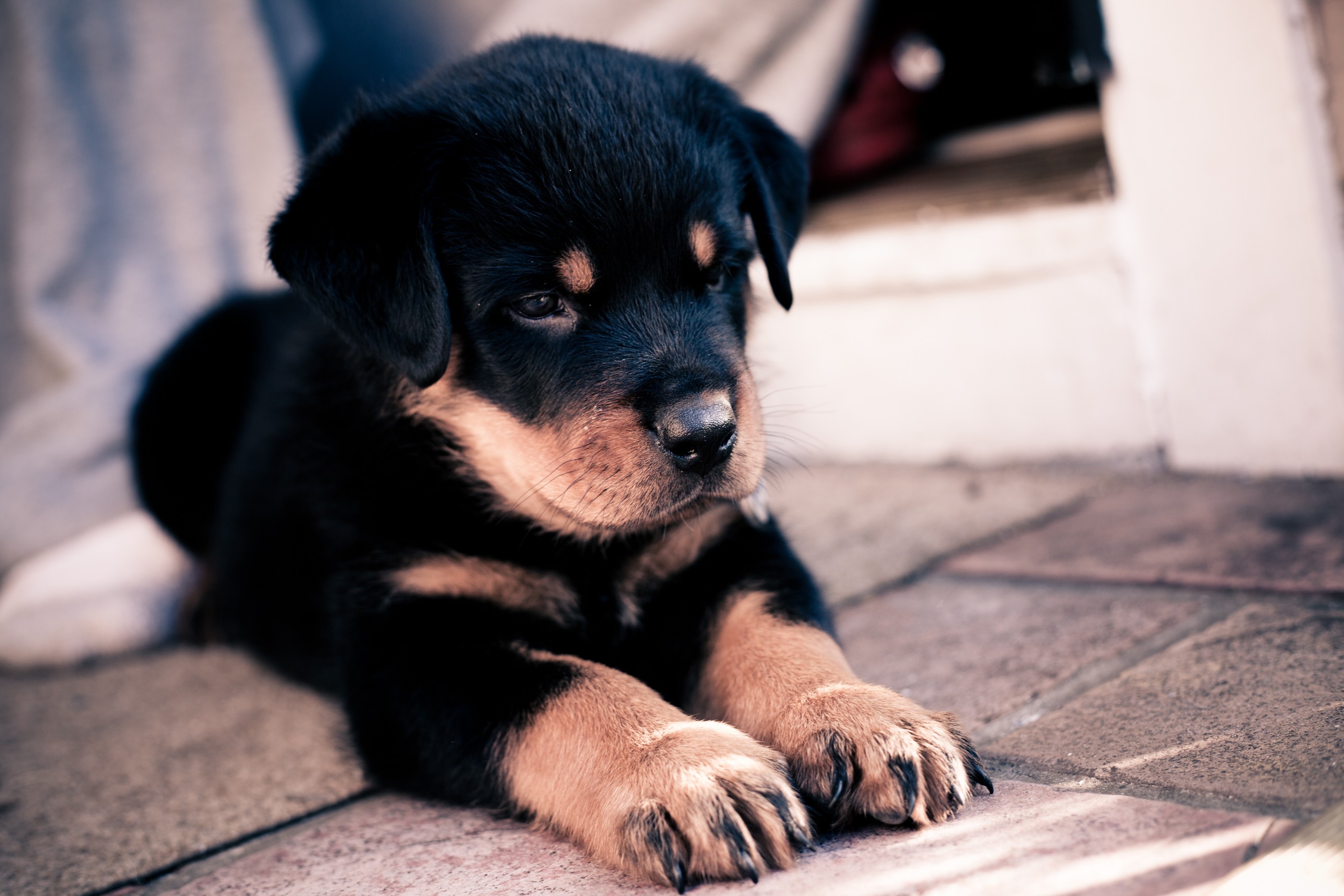 puppy, rottweiler, dog Wallpaper, HD Animals 4K Wallpapers, Images, Photos  and Background - Wallpapers Den