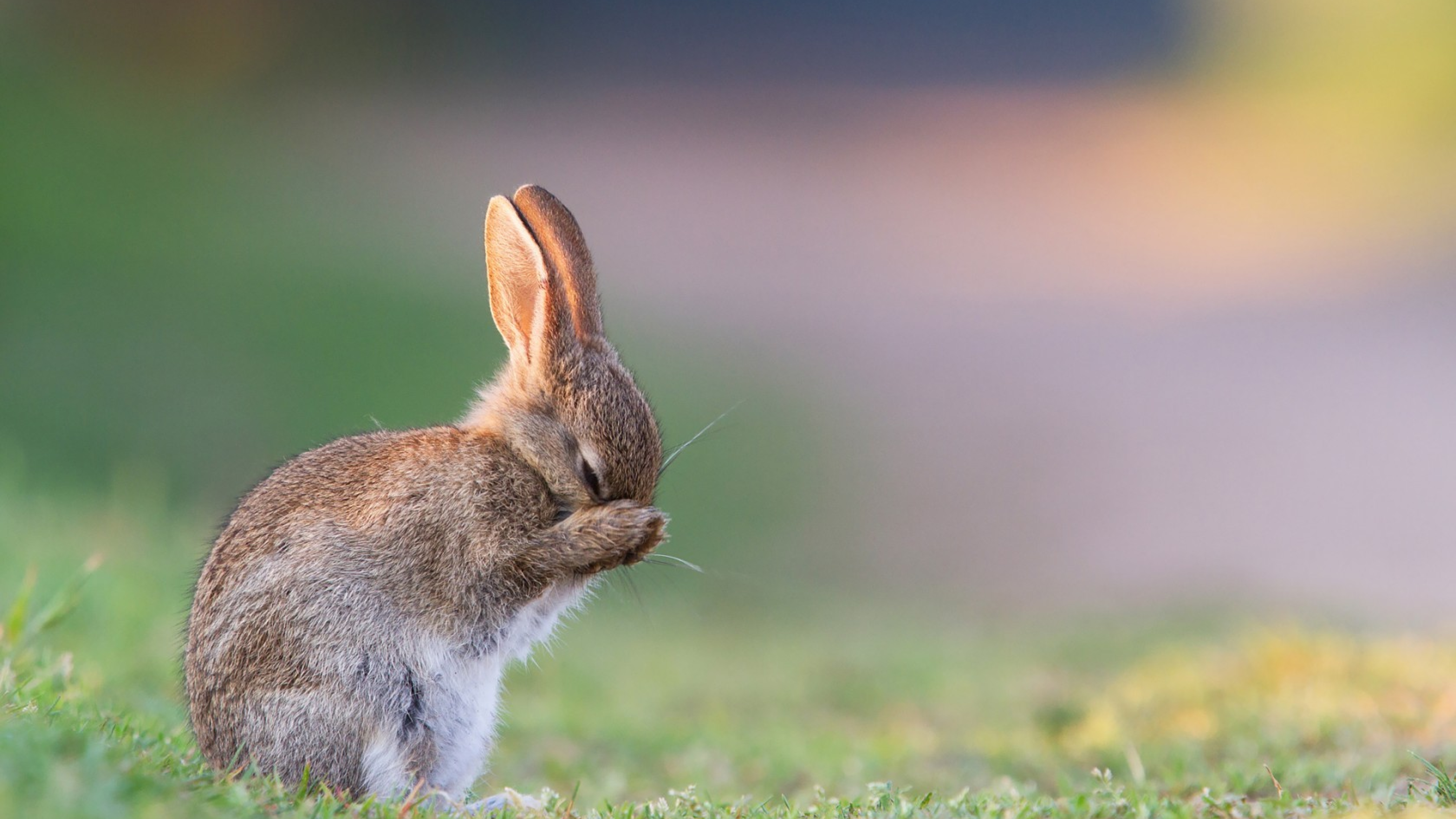 Заяц сразу. Рэббит заяц. Милые зайчики. Кролик картинка. Милый зайчик.