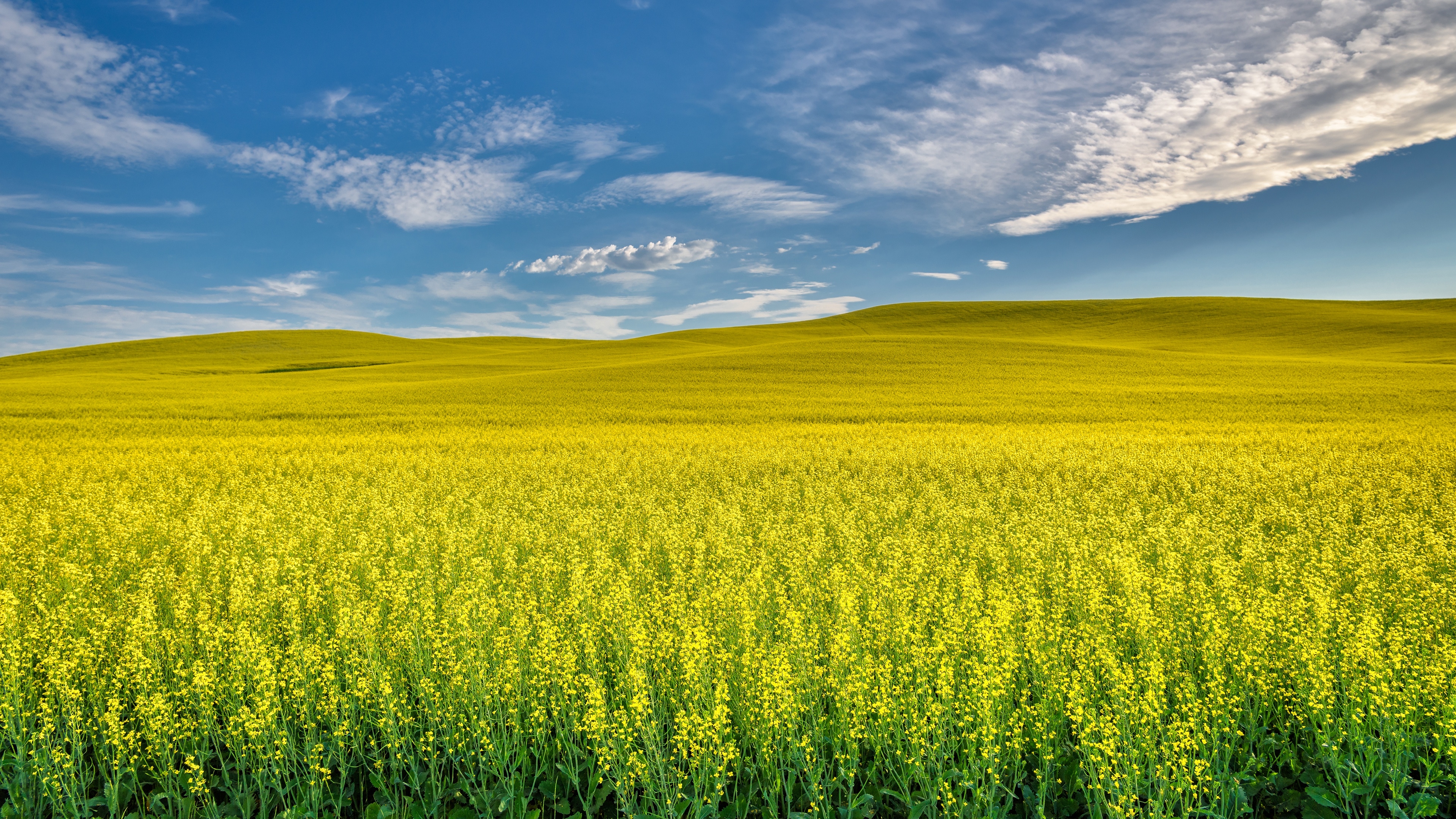 HD wallpaper: grassland, sky, green, nature, field, green field, landscape  | Wallpaper Flare