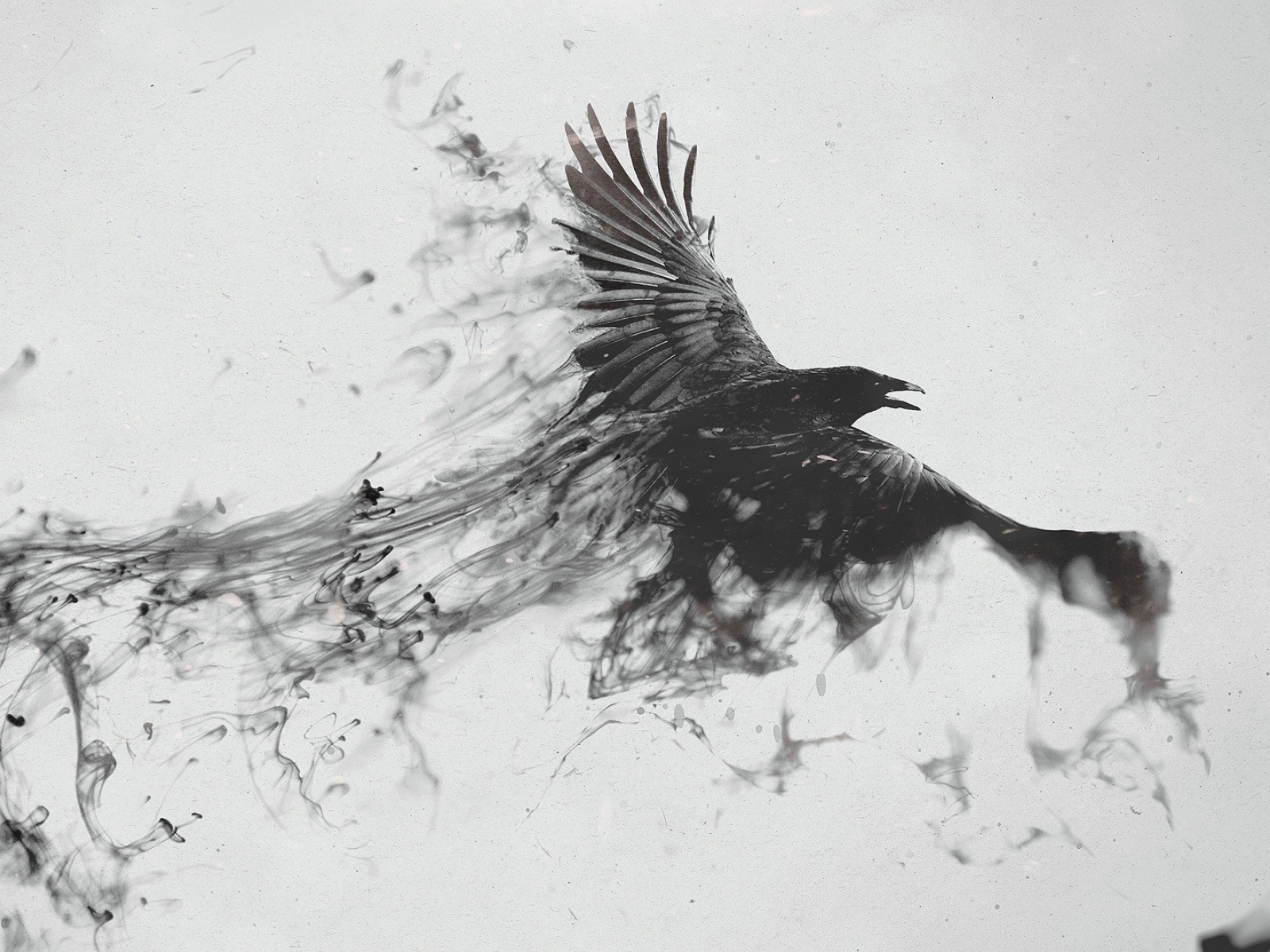 1600x1200 Raven Bird Flying 1600x1200 Resolution Wallpaper, Hd Abstract 