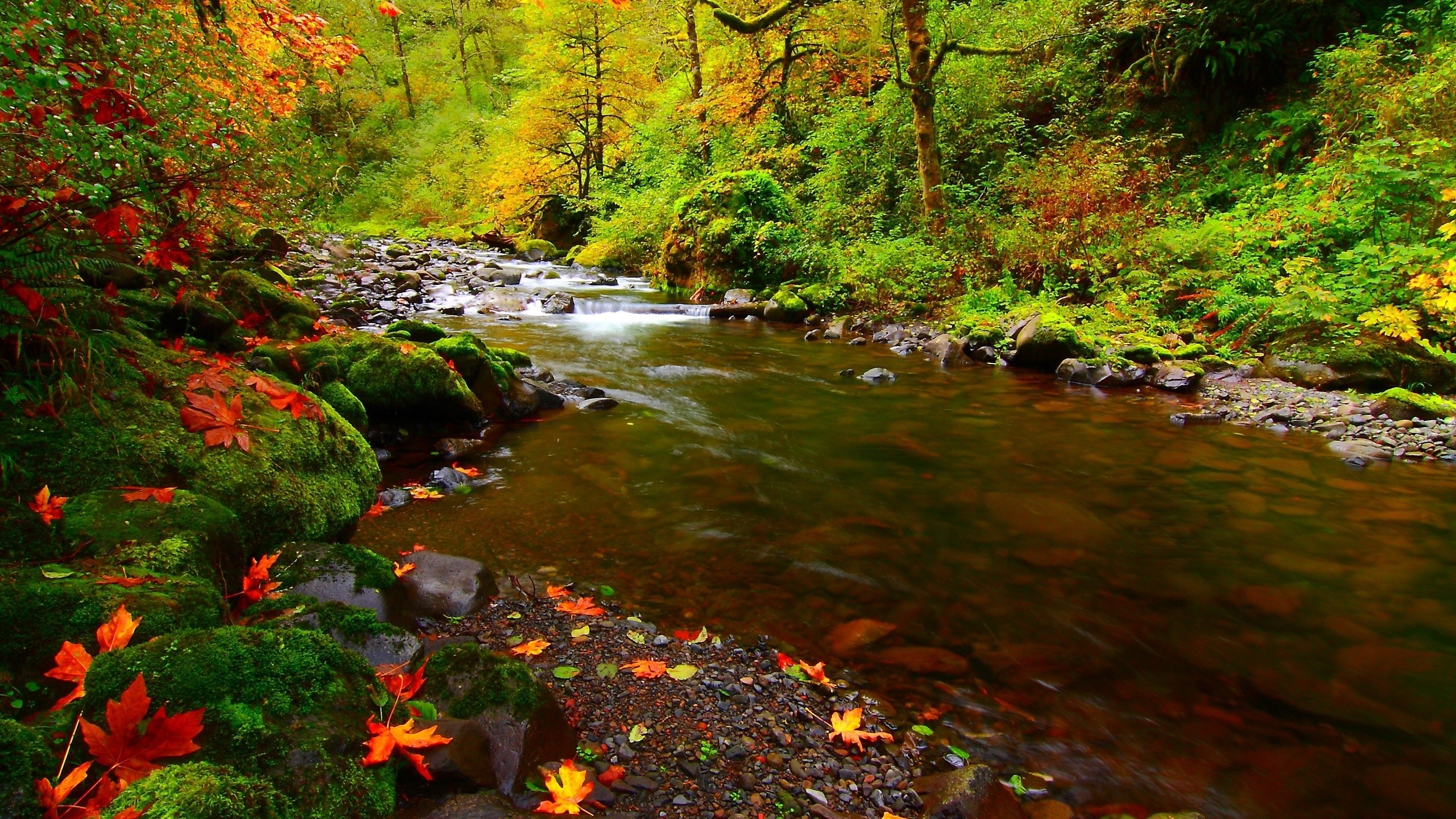 19x River Rocks Leaves 19x Resolution Wallpaper Hd Nature 4k Wallpapers Images Photos And Background Wallpapers Den