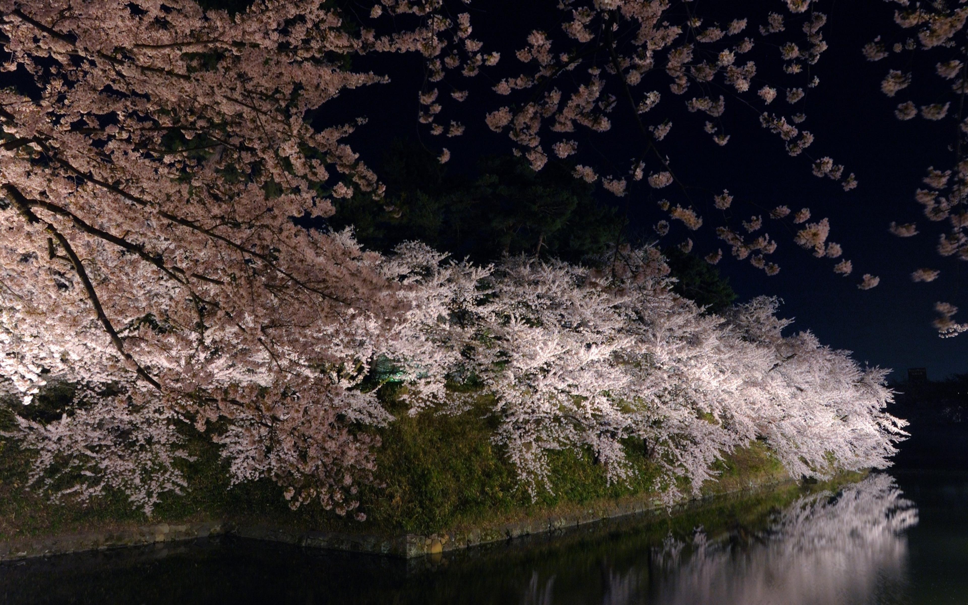 Весенняя ночь. Сакура сомейошино. Киото цветение Сакуры. Нагоя Япония природа. Японская Сакура.