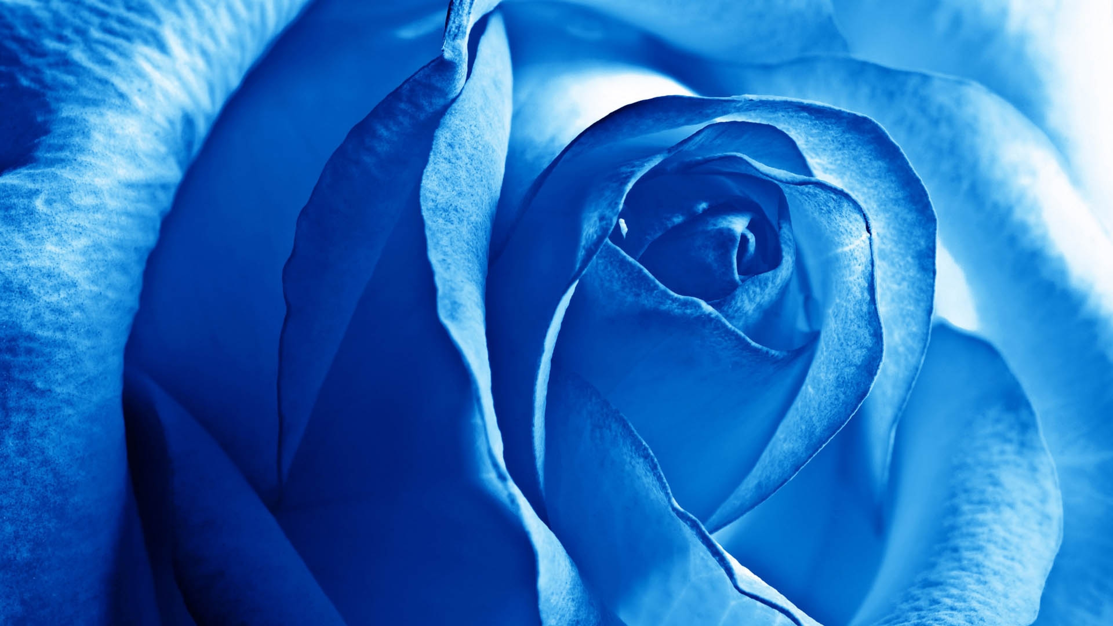 Blue Rose iPhone 12 Wallpaper 4K