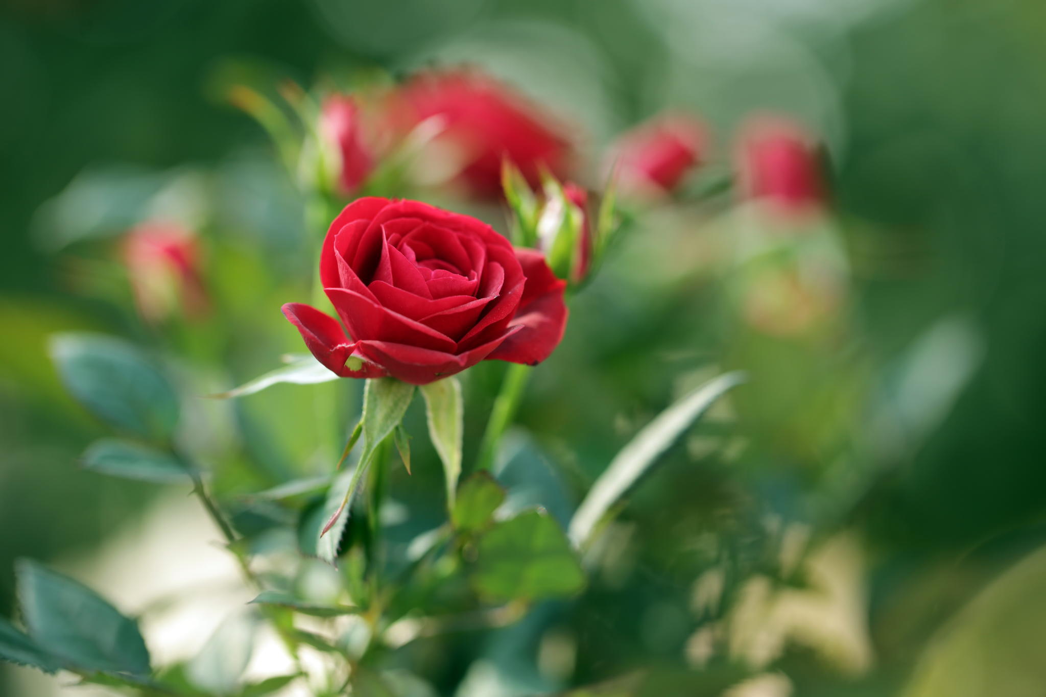 rose, bud, blur Wallpaper, HD Flowers 4K Wallpapers, Images, Photos and