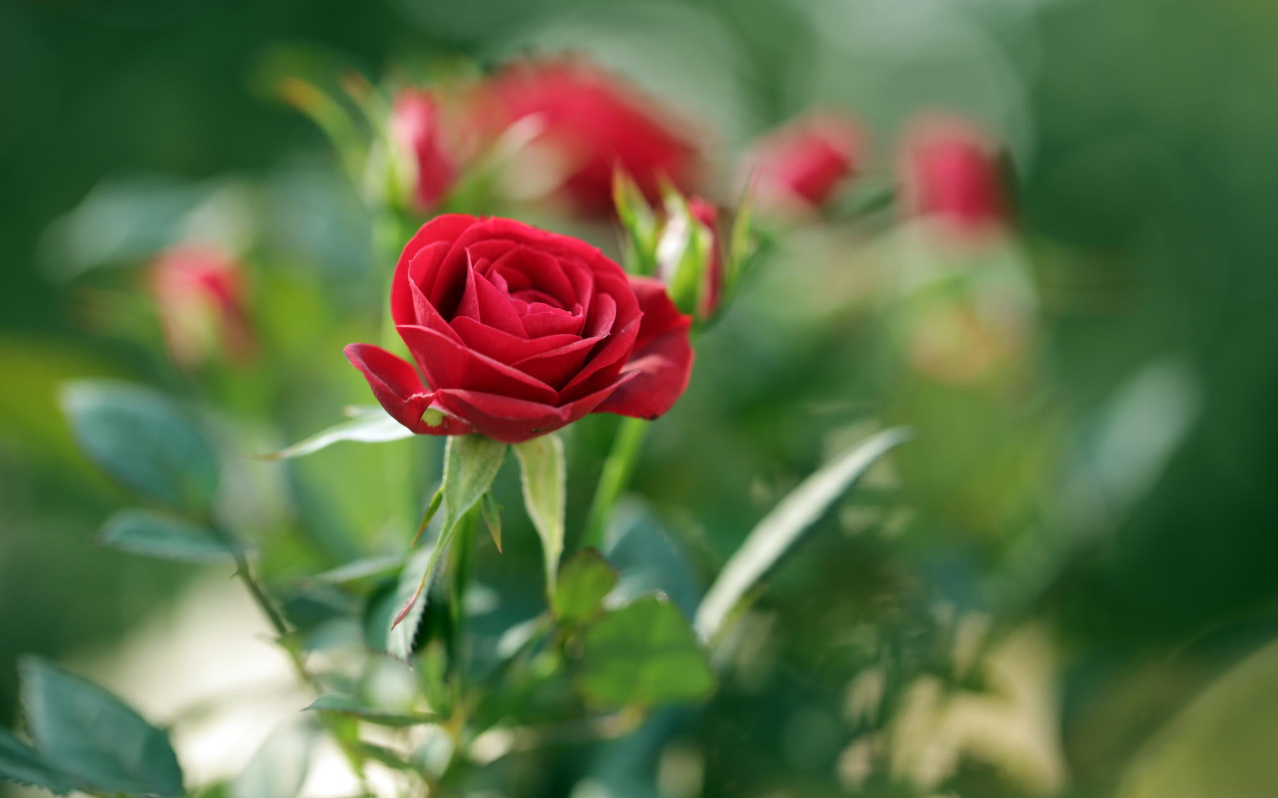 2560x1600 rose, bud, blur 2560x1600 Resolution Wallpaper, HD Flowers 4K ...