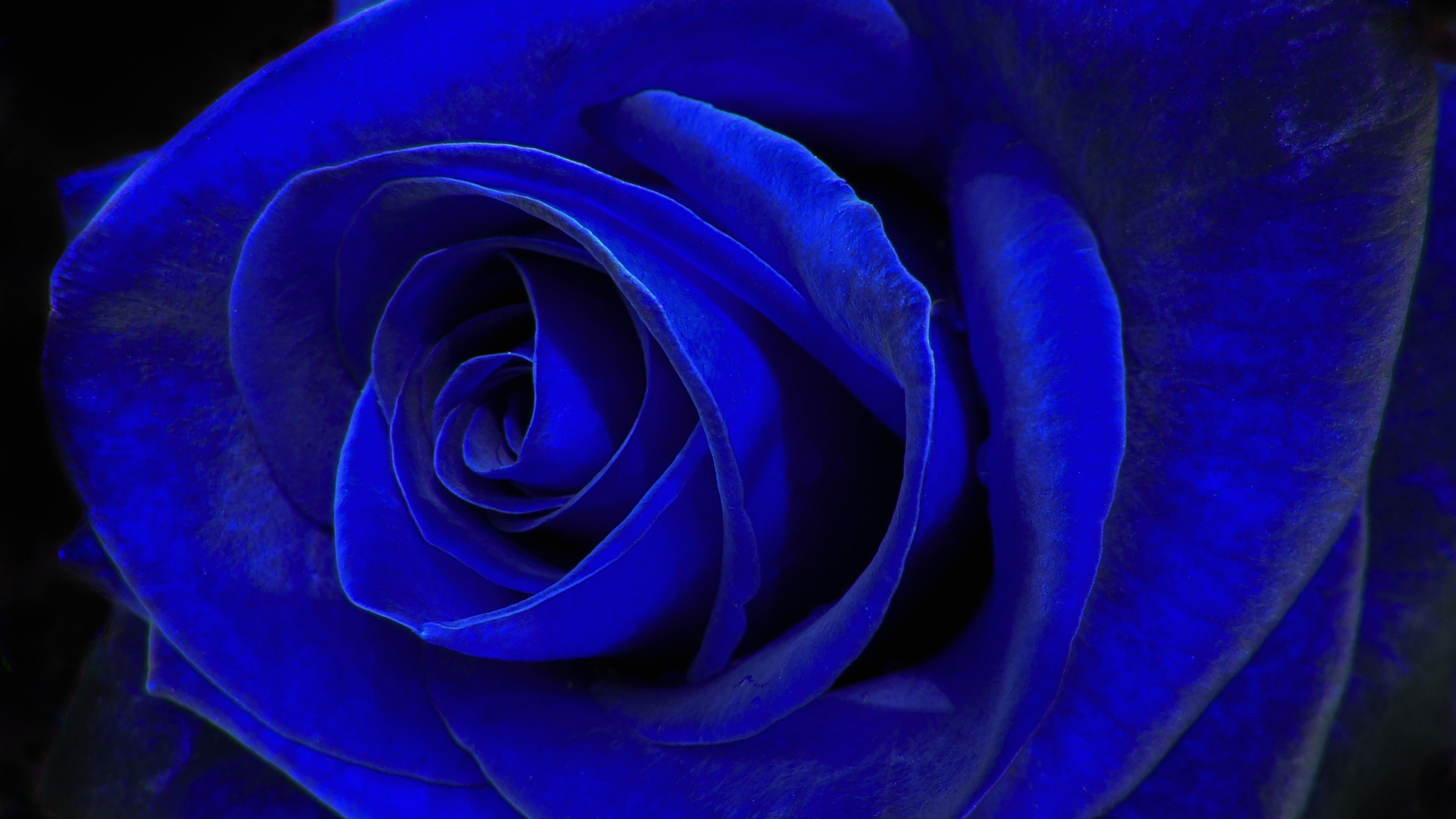 Desktop Wallpaper Rose 4K Resolution Flower, PNG, 600x586px, 4k Resolution,  8k Resolution, Rose, Blue Rose, Camellia