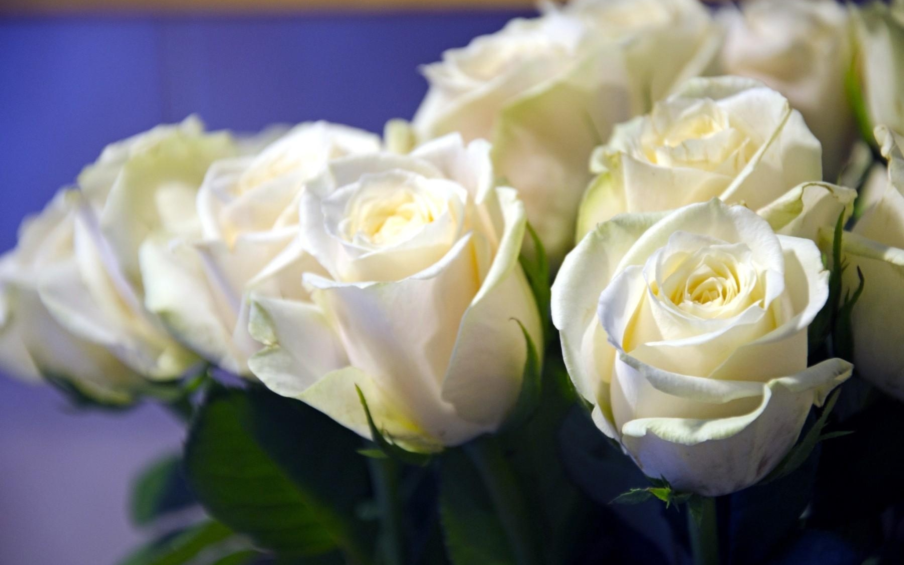 Хиты белые розы. Белые розы Магади.