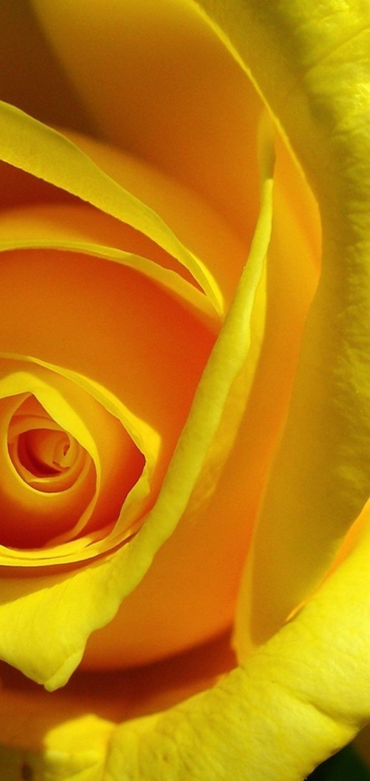 720x1520 rose, yellow, bud 720x1520 Resolution Wallpaper, HD Macro 4K