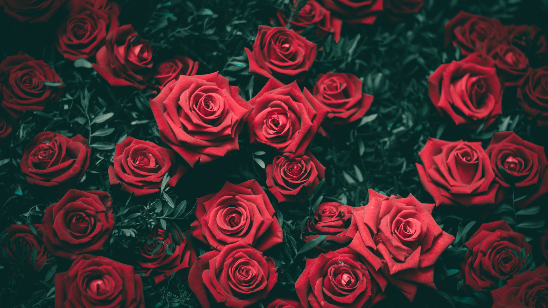 1920x1080 roses, bushes, red 1080P Laptop Full HD Wallpaper, HD Flowers 4K  Wallpapers, Images, Photos and Background - Wallpapers Den