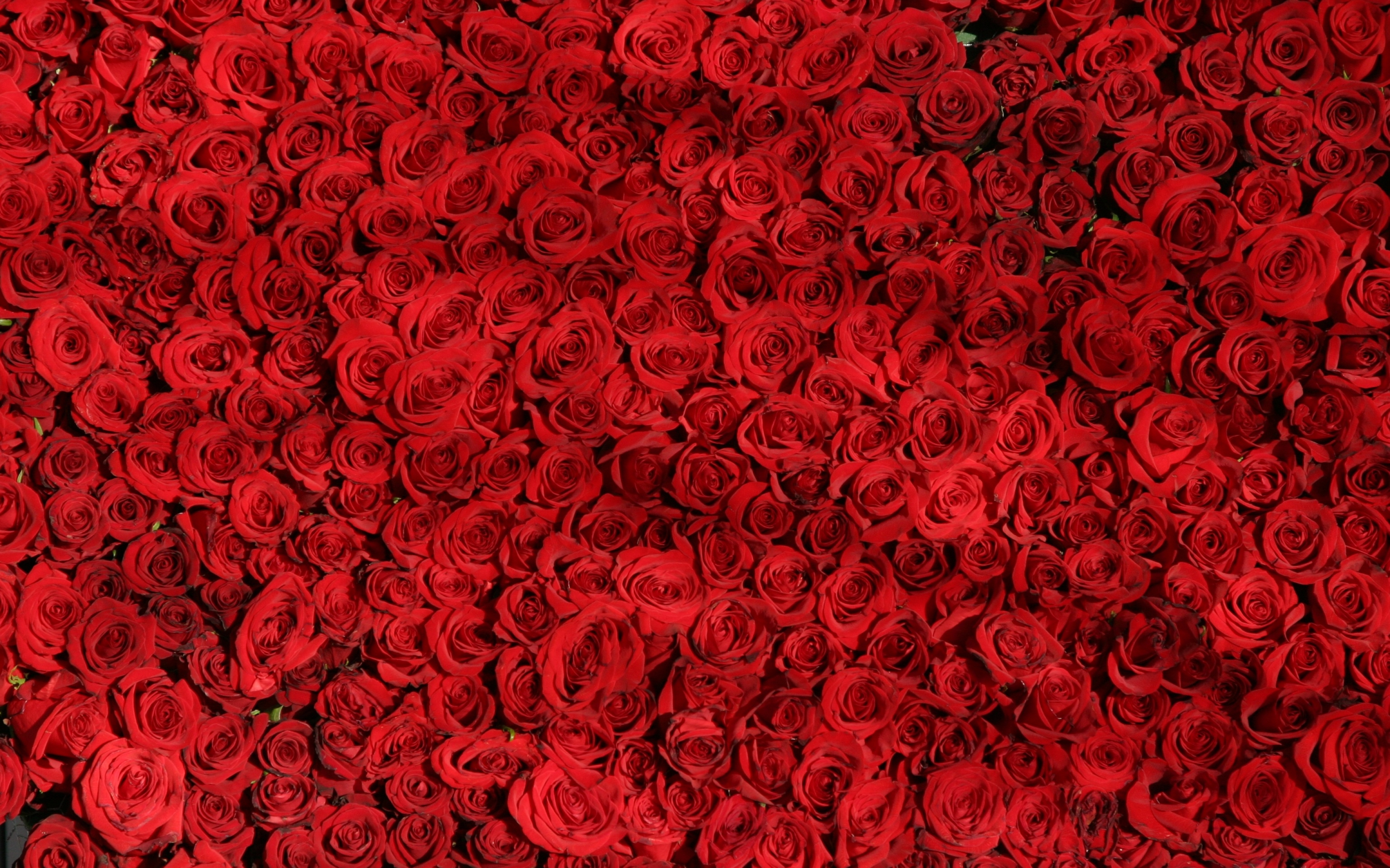 Видеть красные розы. Красные розы. Розы фон. Много роз. Красный фон с цветами.