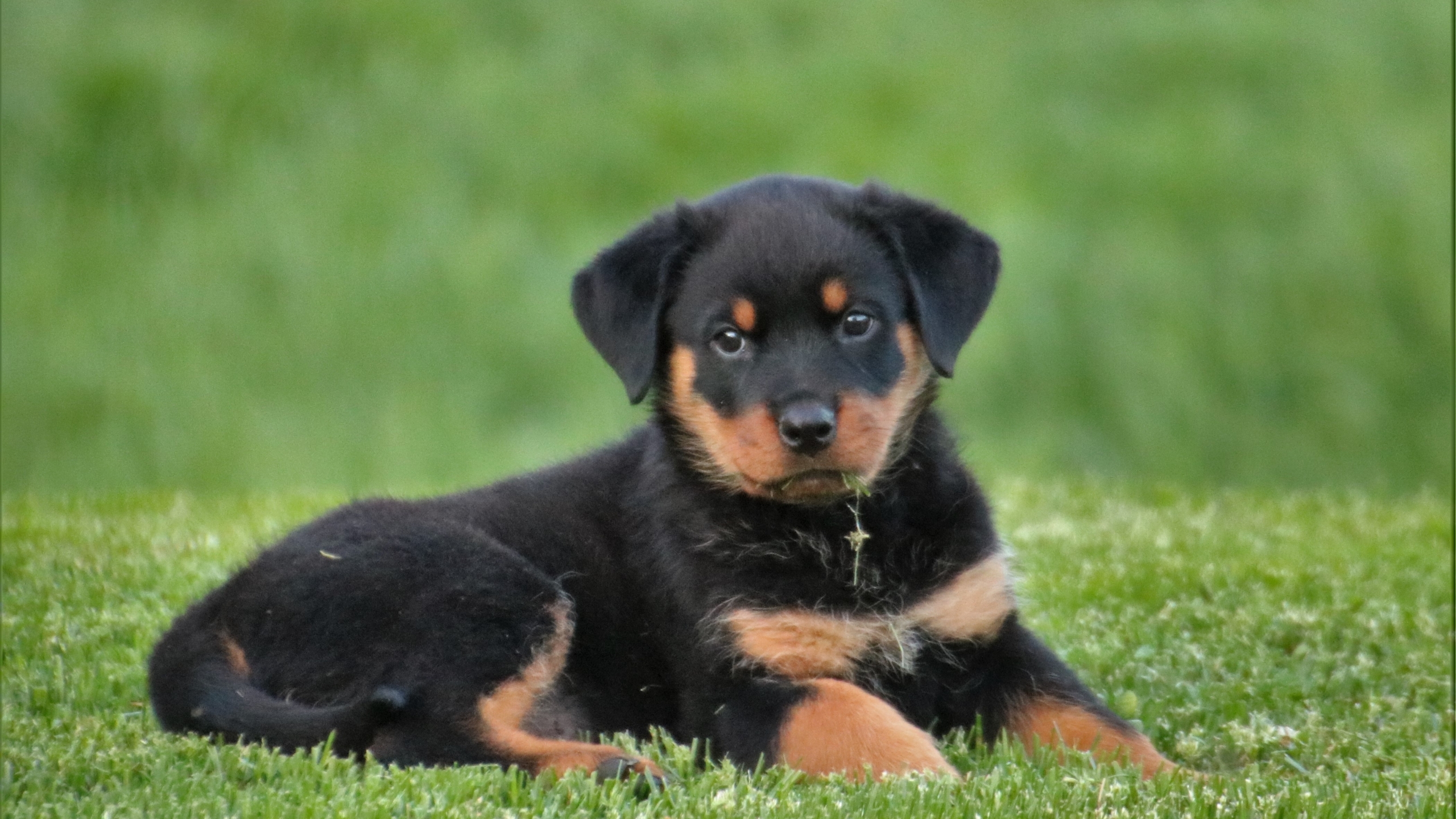 2560x1440 rottweiler, puppy, dog 1440P Resolution Wallpaper, HD Animals 4K  Wallpapers, Images, Photos and Background - Wallpapers Den