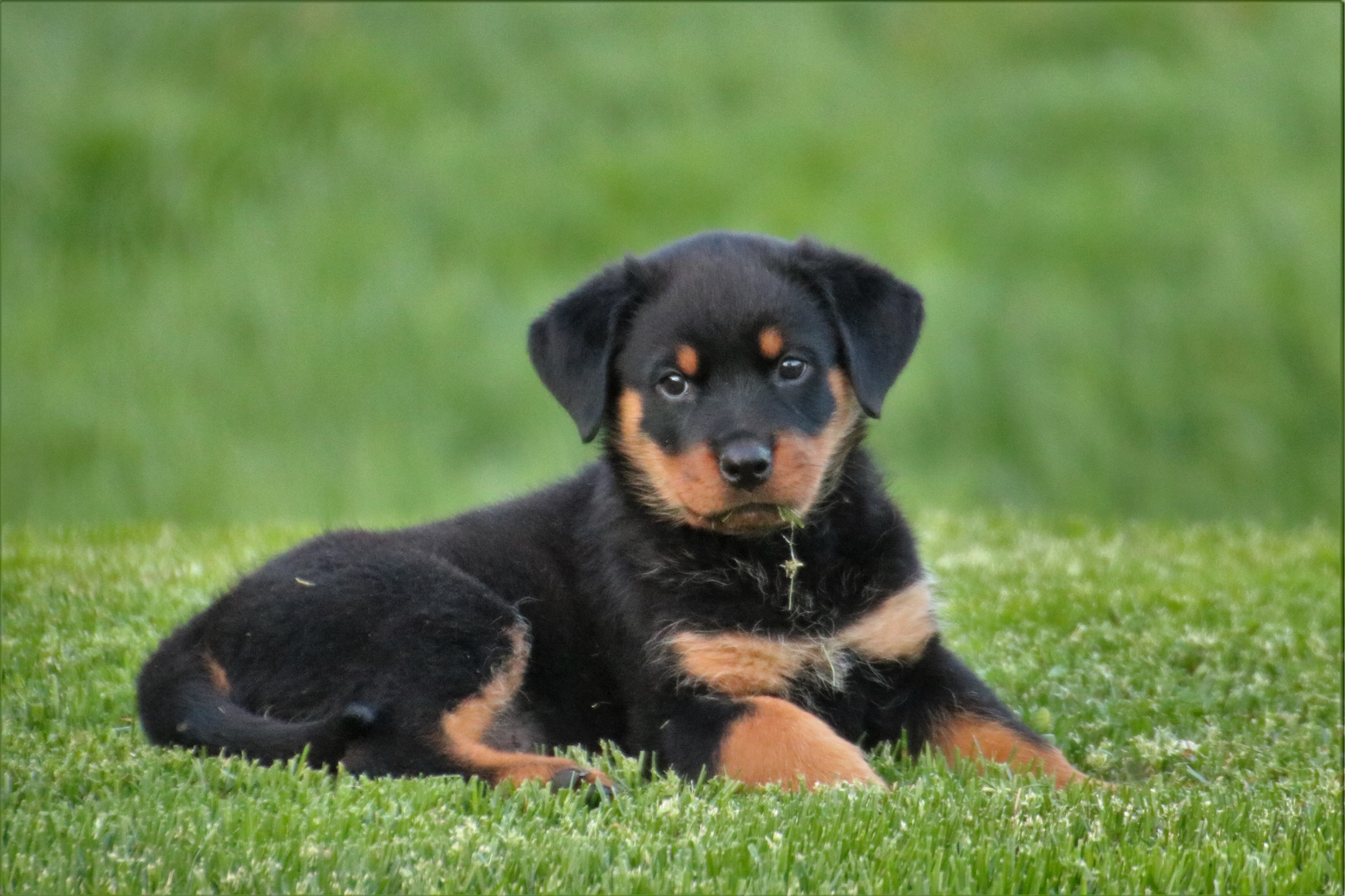 rottweiler, puppy, dog Wallpaper, HD Animals 4K Wallpapers, Images and Background - Wallpapers Den