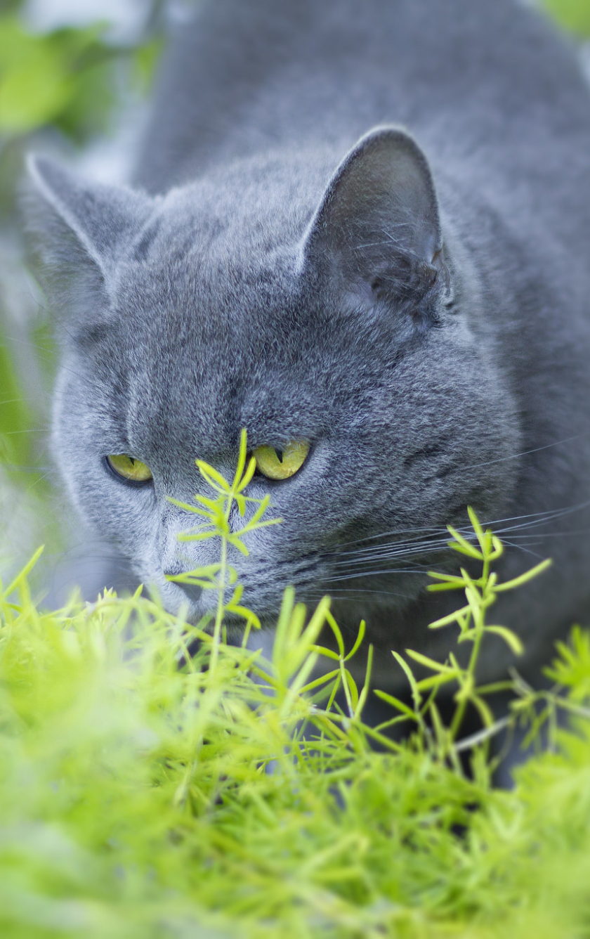 Синяя Кошка Фото