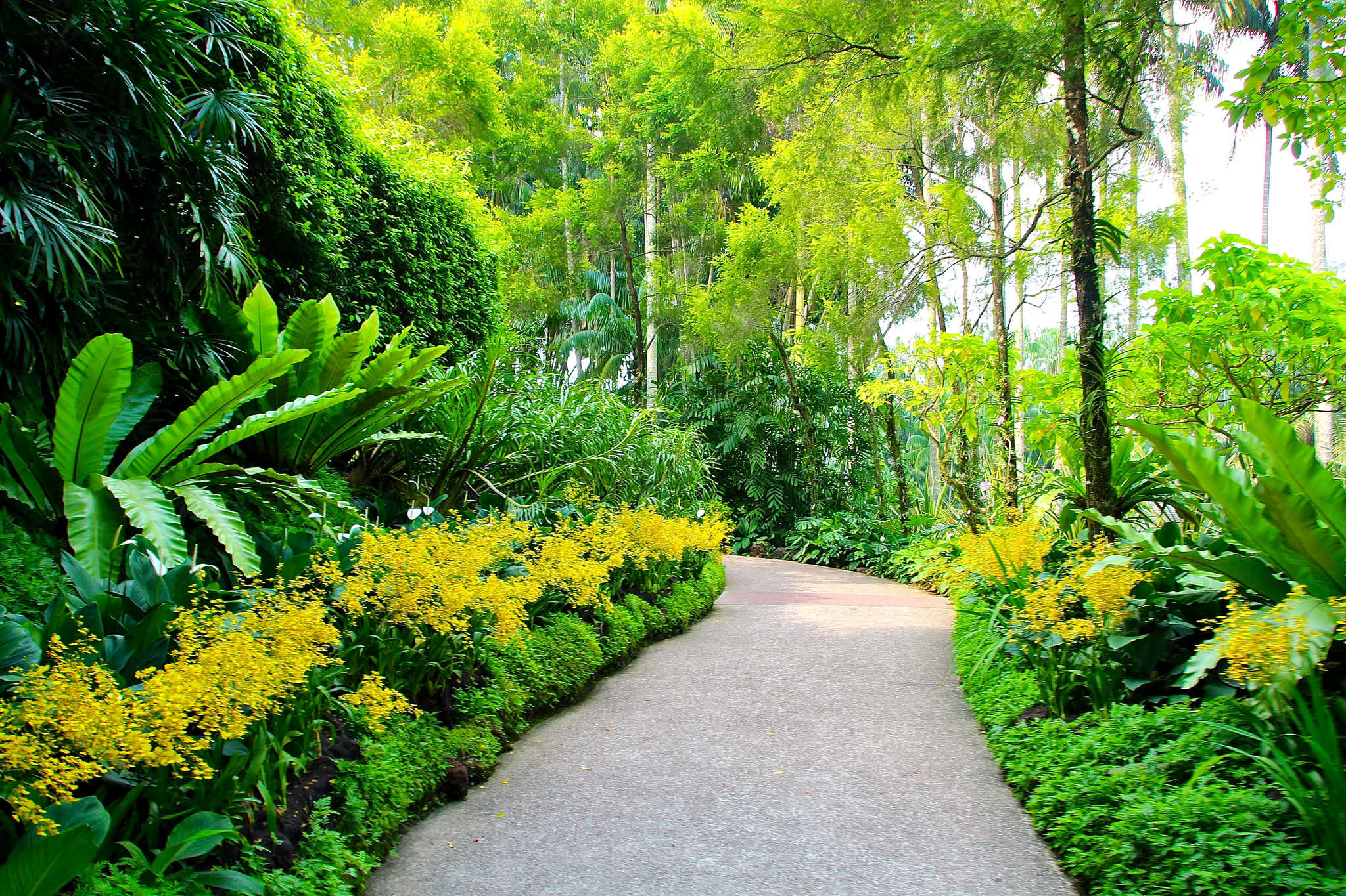 singapore, botanic gardens, walking paths Wallpaper, HD Nature 4K