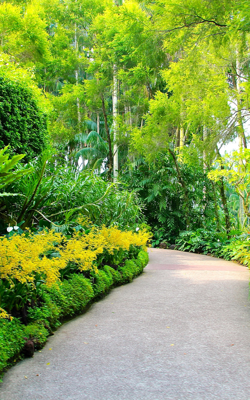 802x1282 Resolution singapore, botanic gardens, walking paths 802x1282 ...
