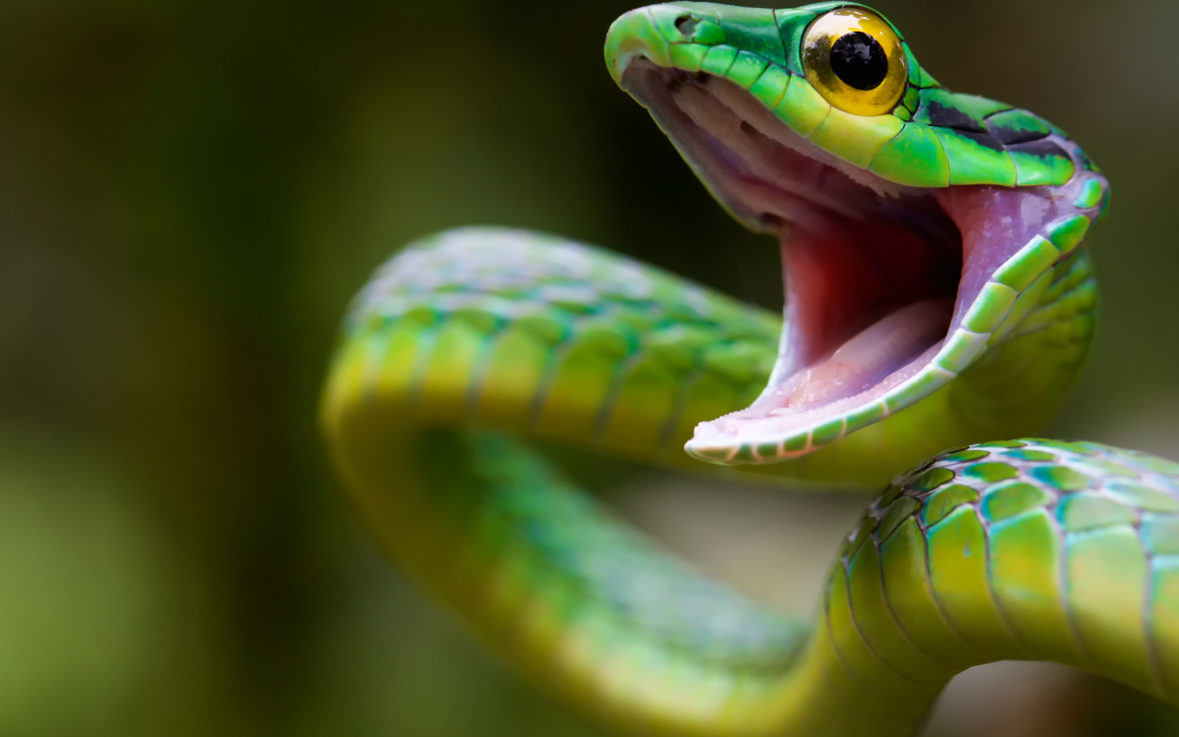 Самые красивые змей в мире. Зеленая куфия змея. Зеленая мамба (Африканский изумрудный гигант). Кольчатая водяная Кобра. Грин Снейк.
