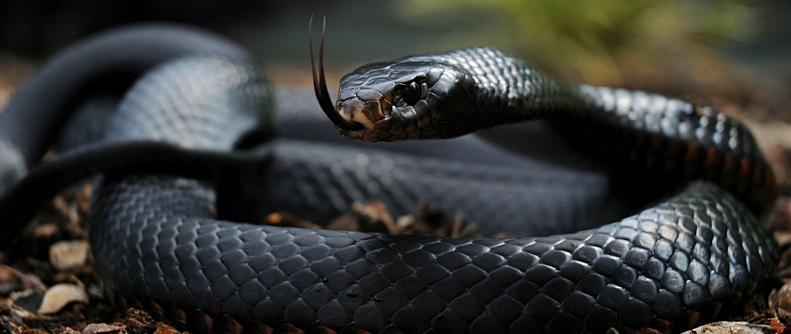 Черная Мамба Змея Википедия