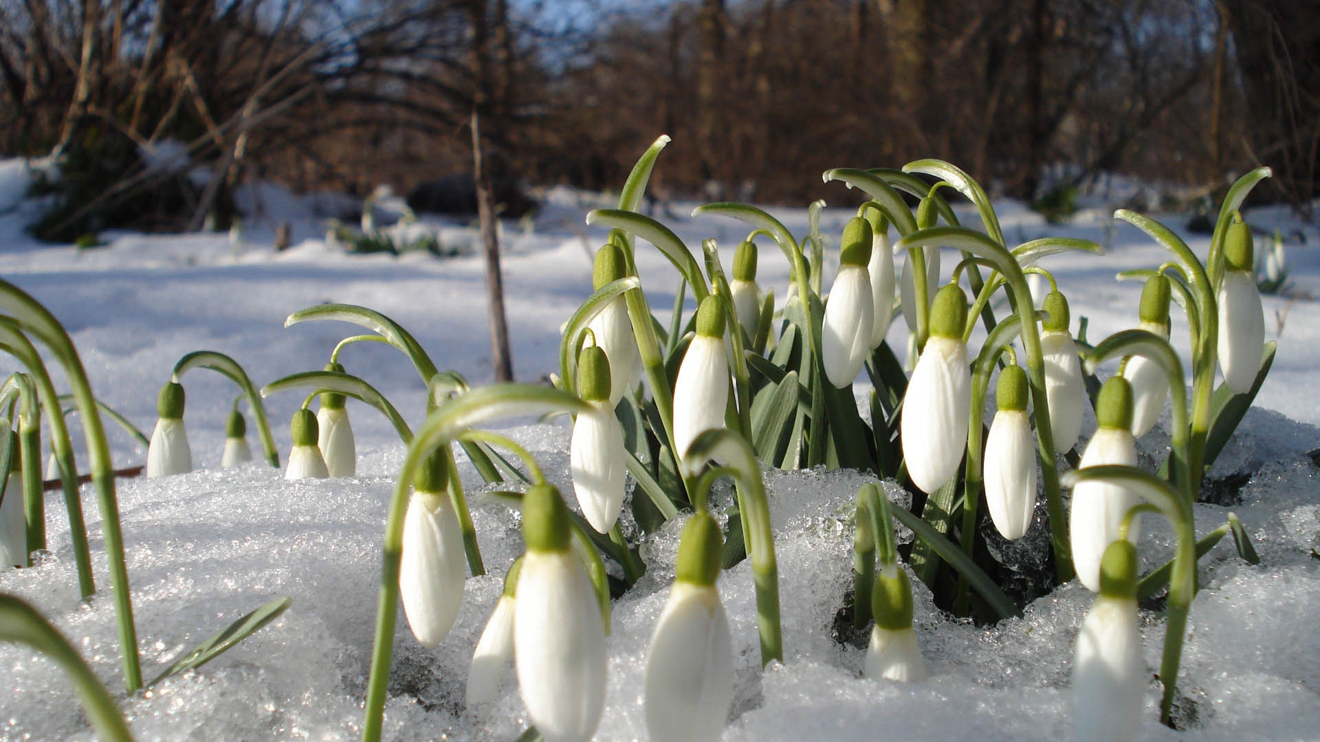 360x480 Snowdrops Winter Snow 360x480 Resolution Wallpaper Hd Flowers 4k Wallpapers Images Photos And Background Wallpapers Den