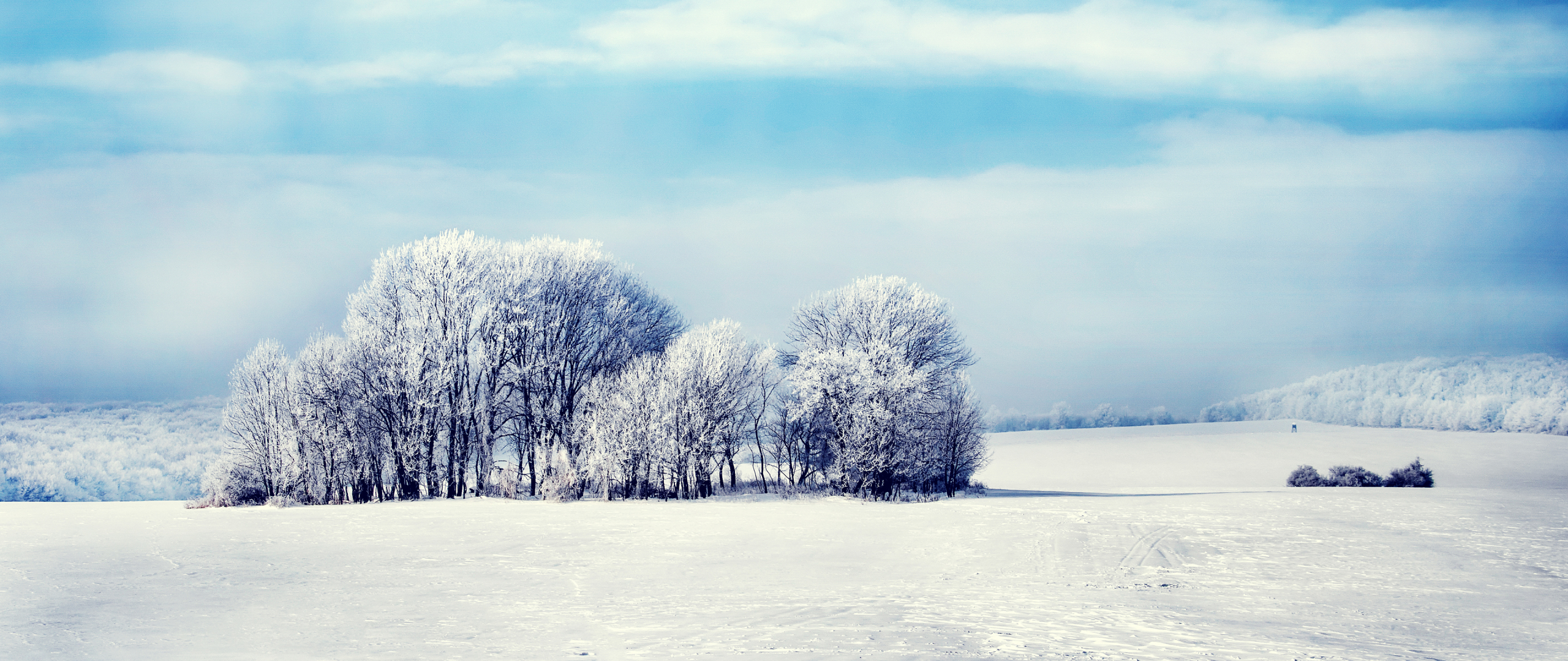 2560x1080 Snowy Forest 4K 2560x1080 Resolution Wallpaper ...