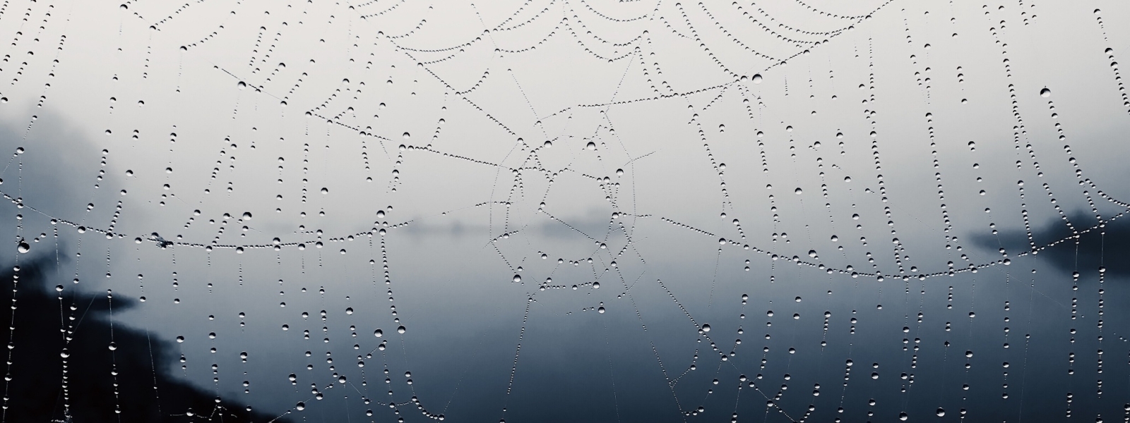 1600x600 Spider Web 1600x600 Resolution Wallpaper, HD Macro 4K Wallpapers,  Images, Photos and Background - Wallpapers Den