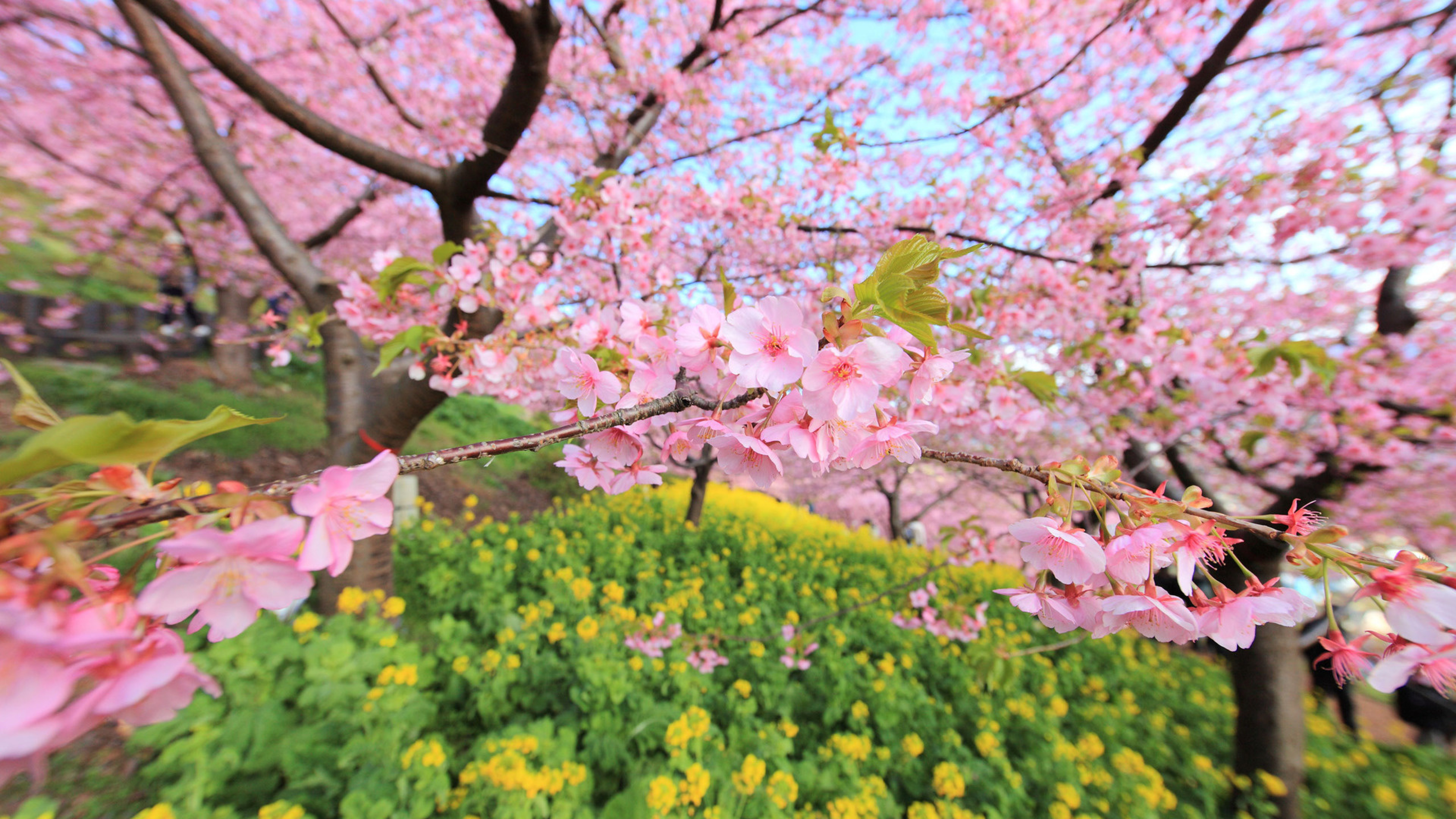 Обои на рабочий стол цветущая. Сакура черри блоссом дерево. Японская слива цветение. Япония цветение Фудзи. Весенняя природа.