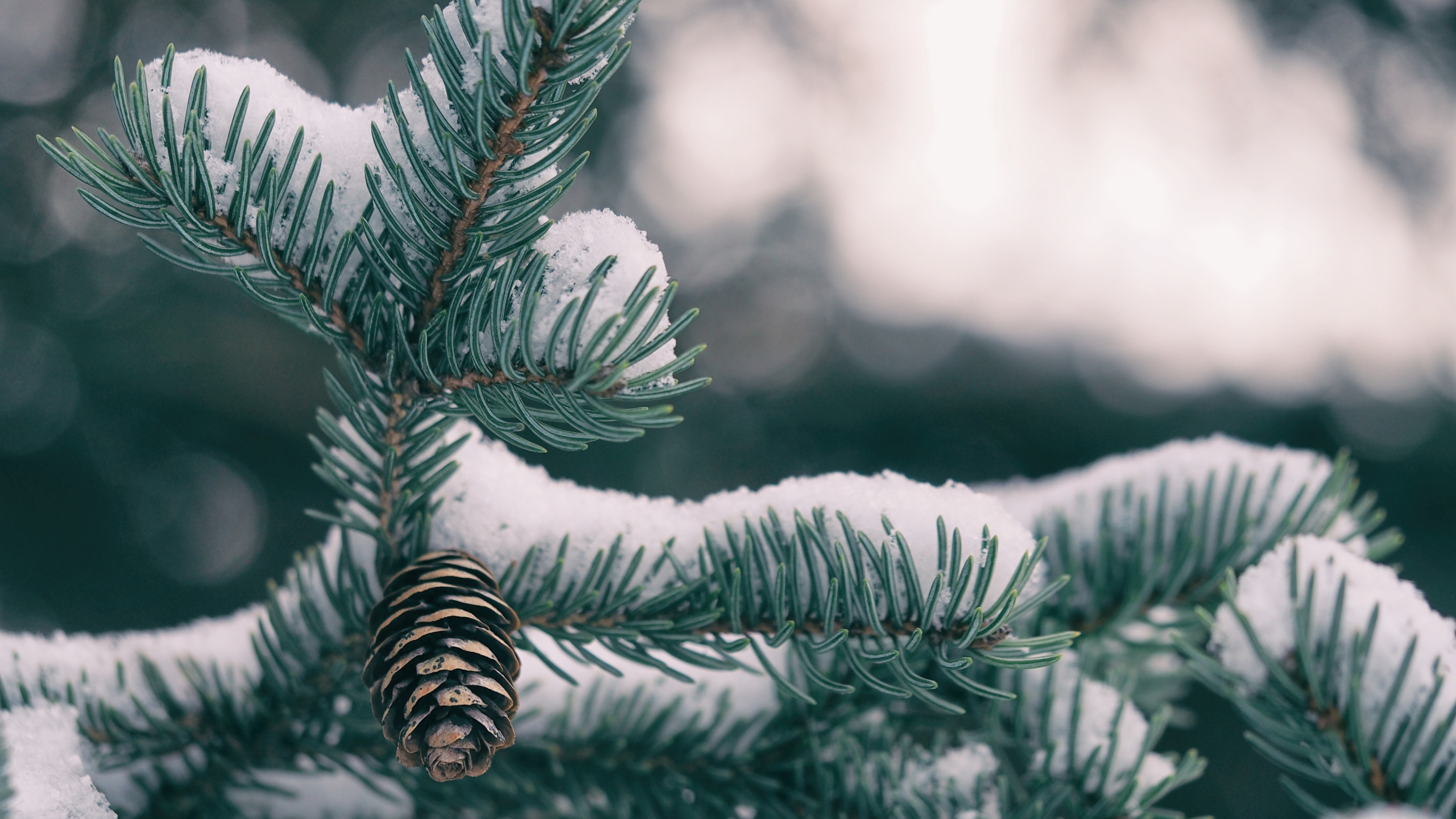 2560x1440 Resolution spruce, cones, snow 1440P Resolution Wallpaper ...