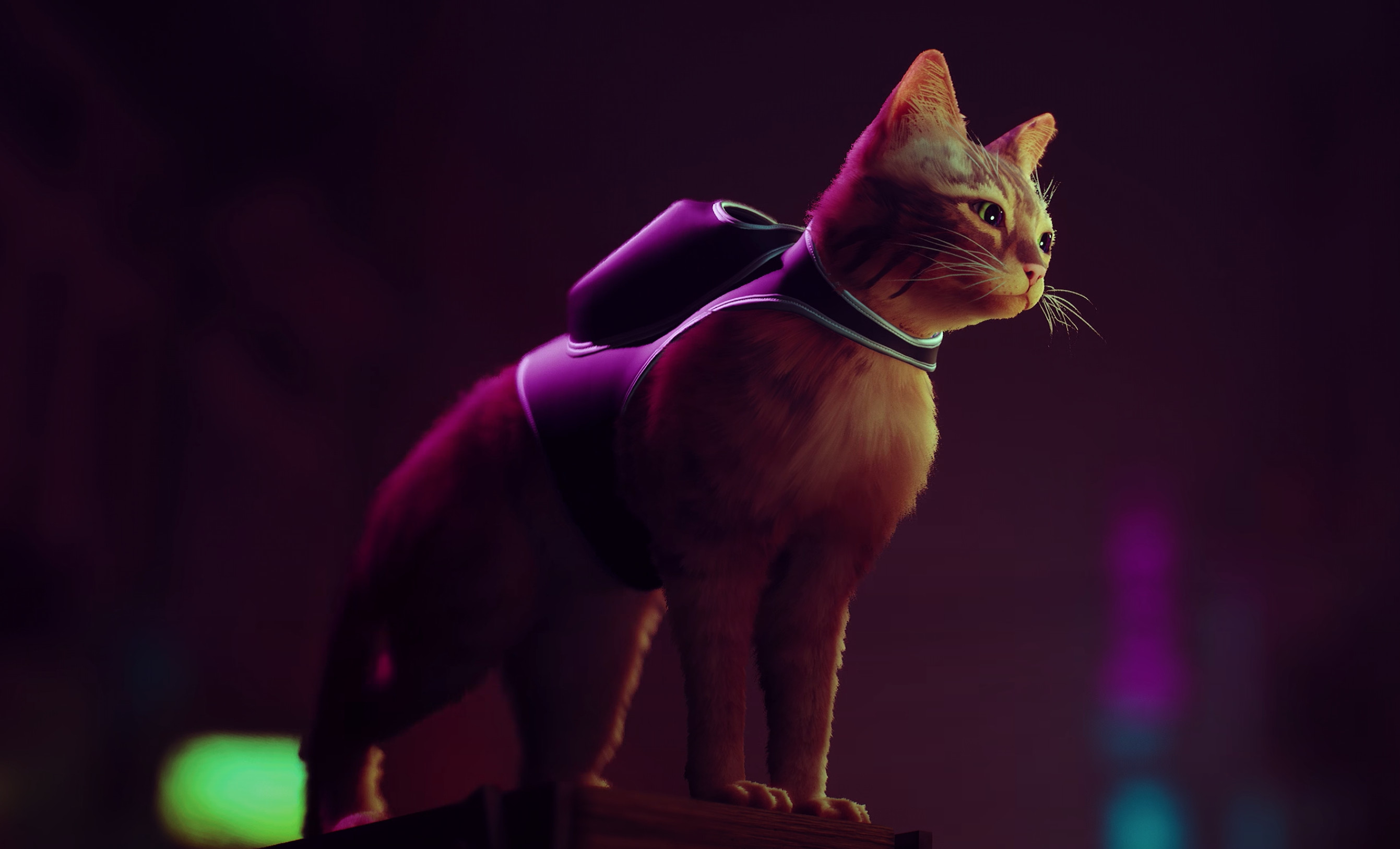 Stray Game Cat Wallpaper, HD Games 4K Wallpapers, Images, Photos and  Background - Wallpapers Den