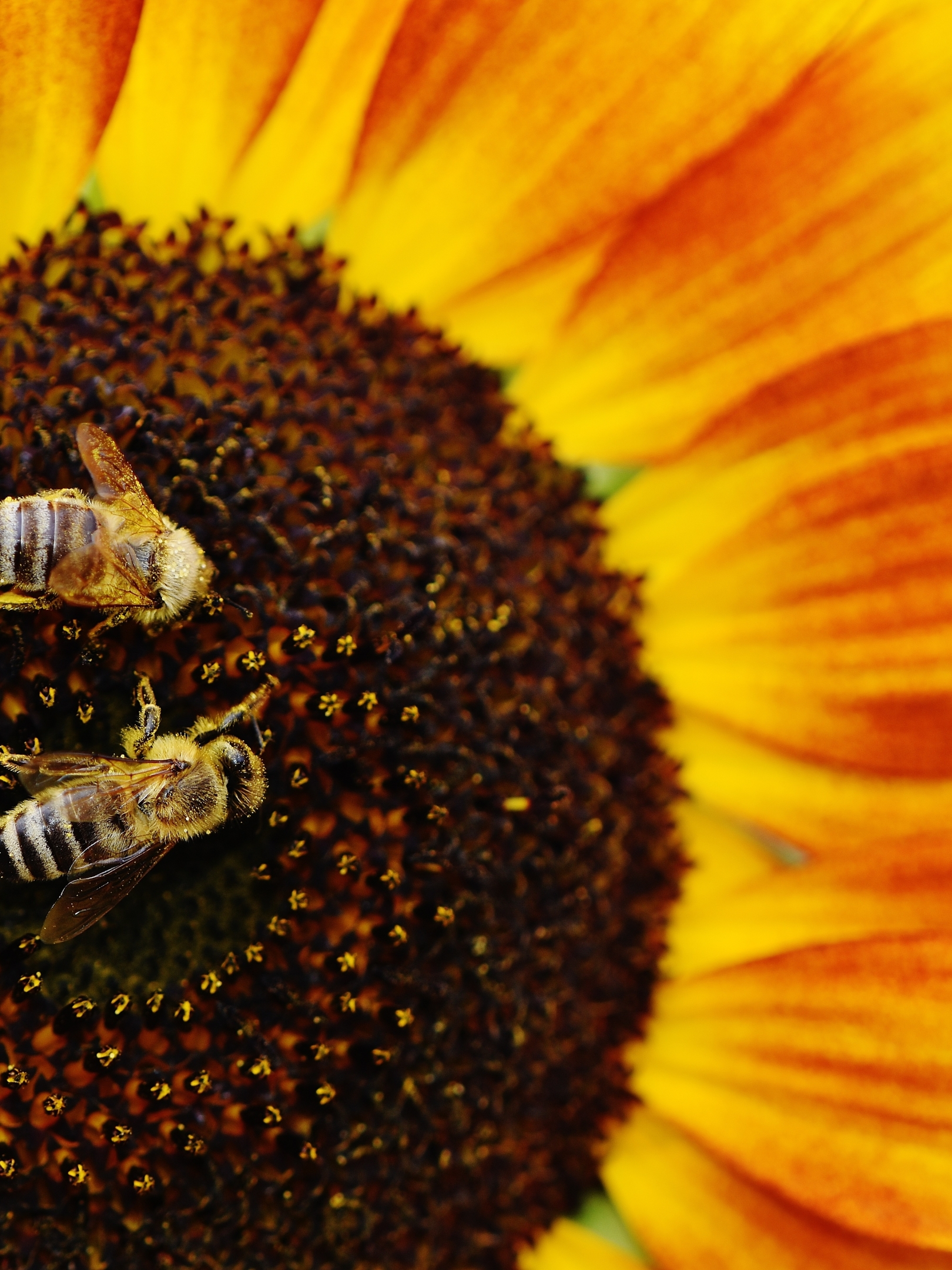 1620x2160 Resolution sunflowers, bees, pollination 1620x2160 Resolution ...