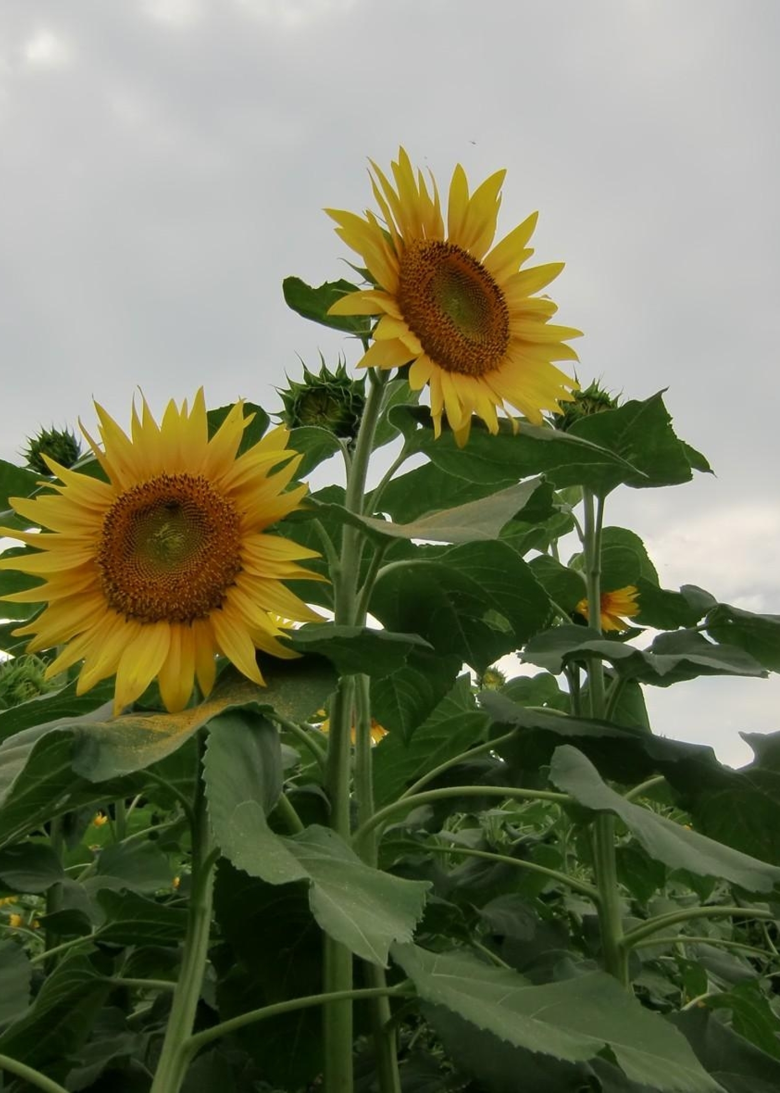 1536x2152 Resolution sunflowers, height, field 1536x2152 Resolution ...