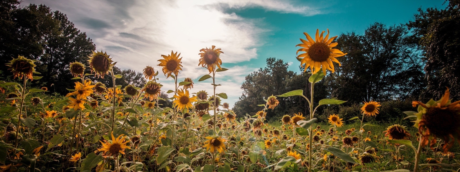 1600x600 Sunflowers Nature 1600x600 Resolution Wallpaper, HD Flowers 4K  Wallpapers, Images, Photos and Background - Wallpapers Den