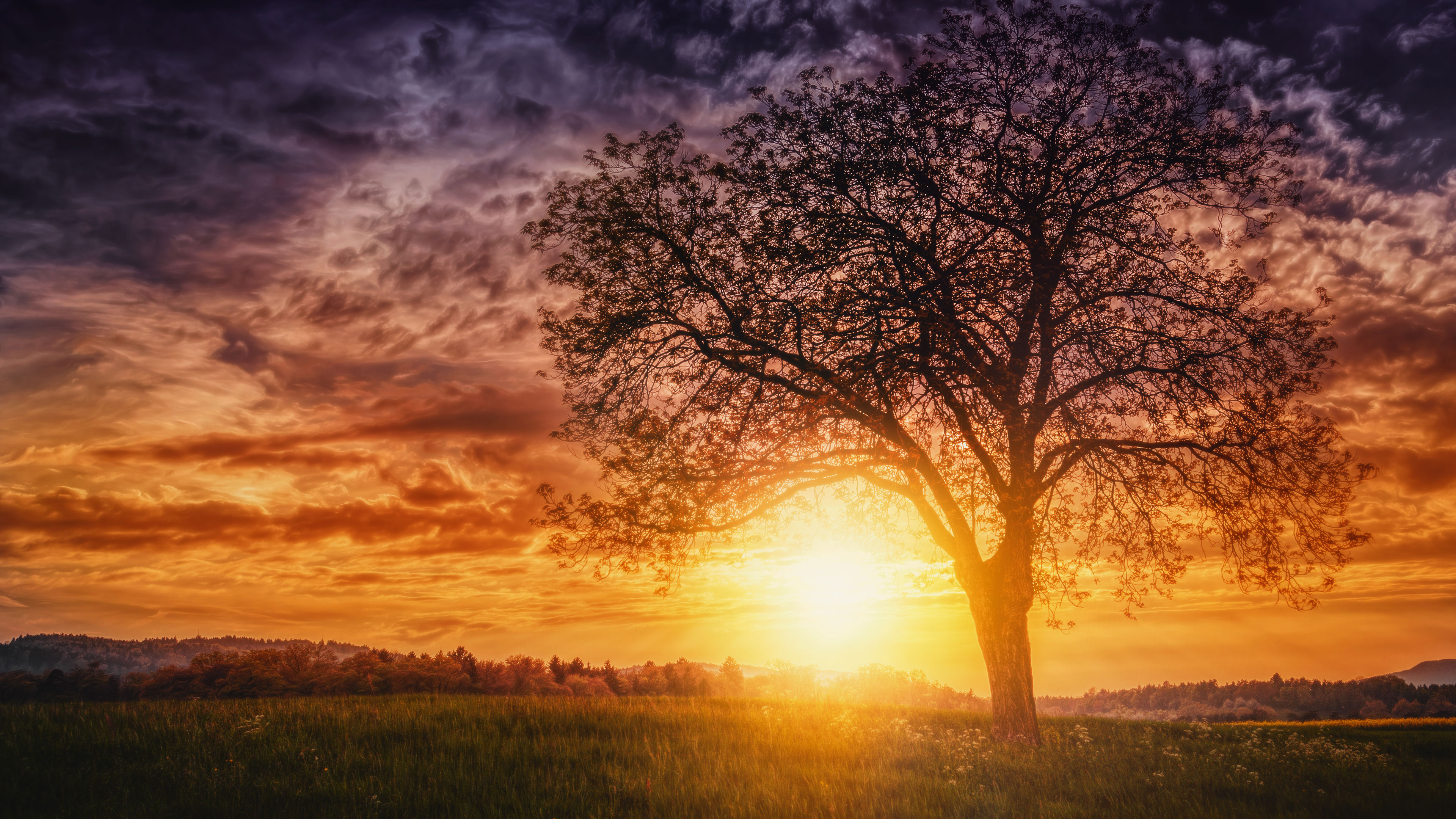 Sunset Nature Trees Wallpaper Hd Nature 4k Wallpapers Images Photos And Background