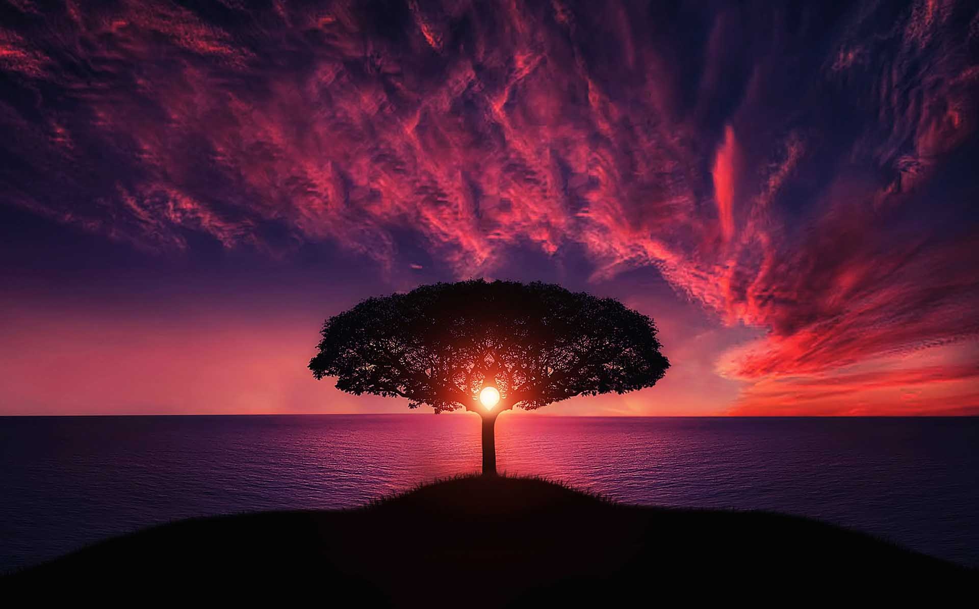 Sunset Tree Red Ocean And Sky Wallpaper, HD Nature 4K Wallpapers