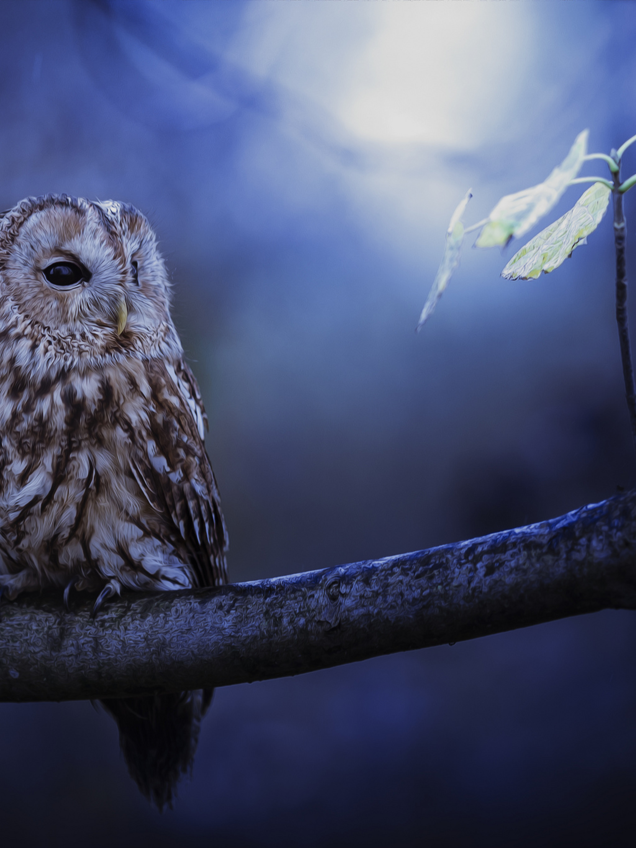 2048x2732 Tawny Owl In Moonlight 2048x2732 Resolution Wallpaper, HD Animals  4K Wallpapers, Images, Photos and Background - Wallpapers Den