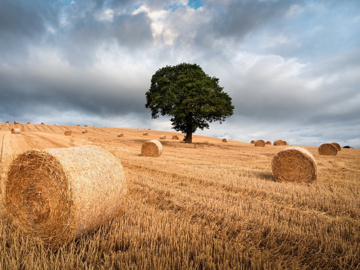 The Tree and Haystack Field (1152x864) Resolution Wallpaper.