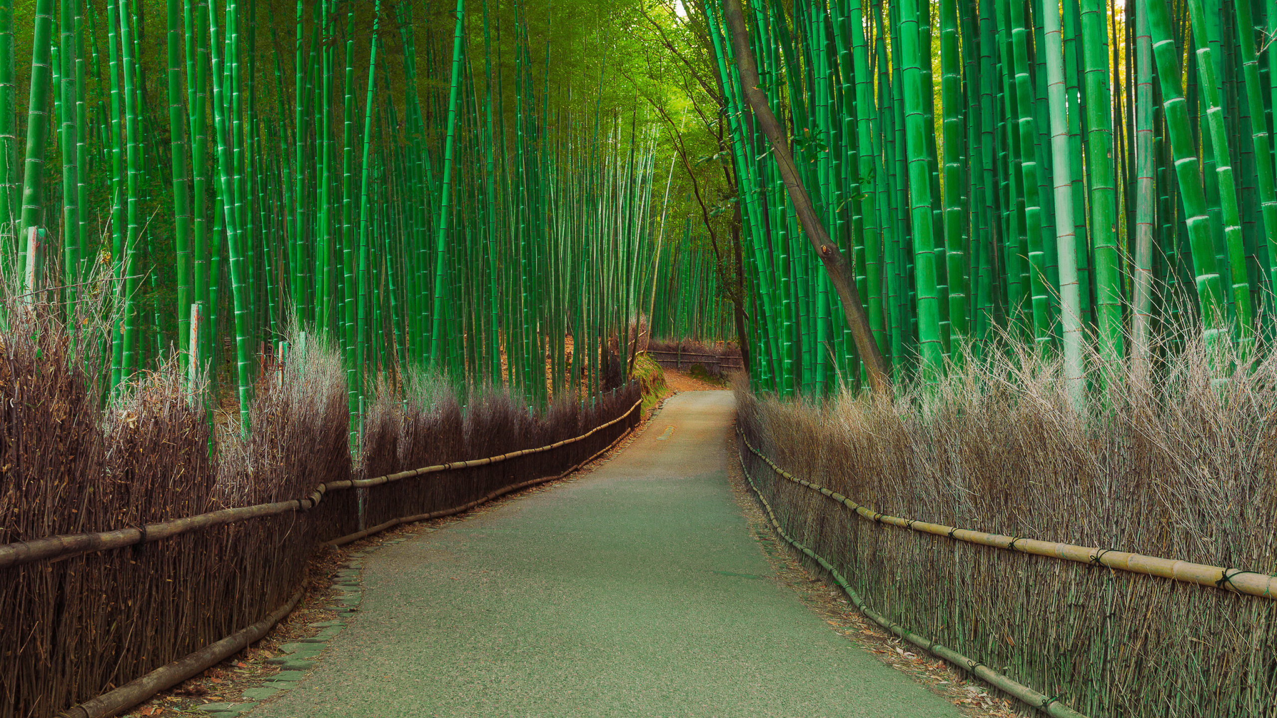 4k Desktop Bamboo Wallpapers  Wallpaper Cave