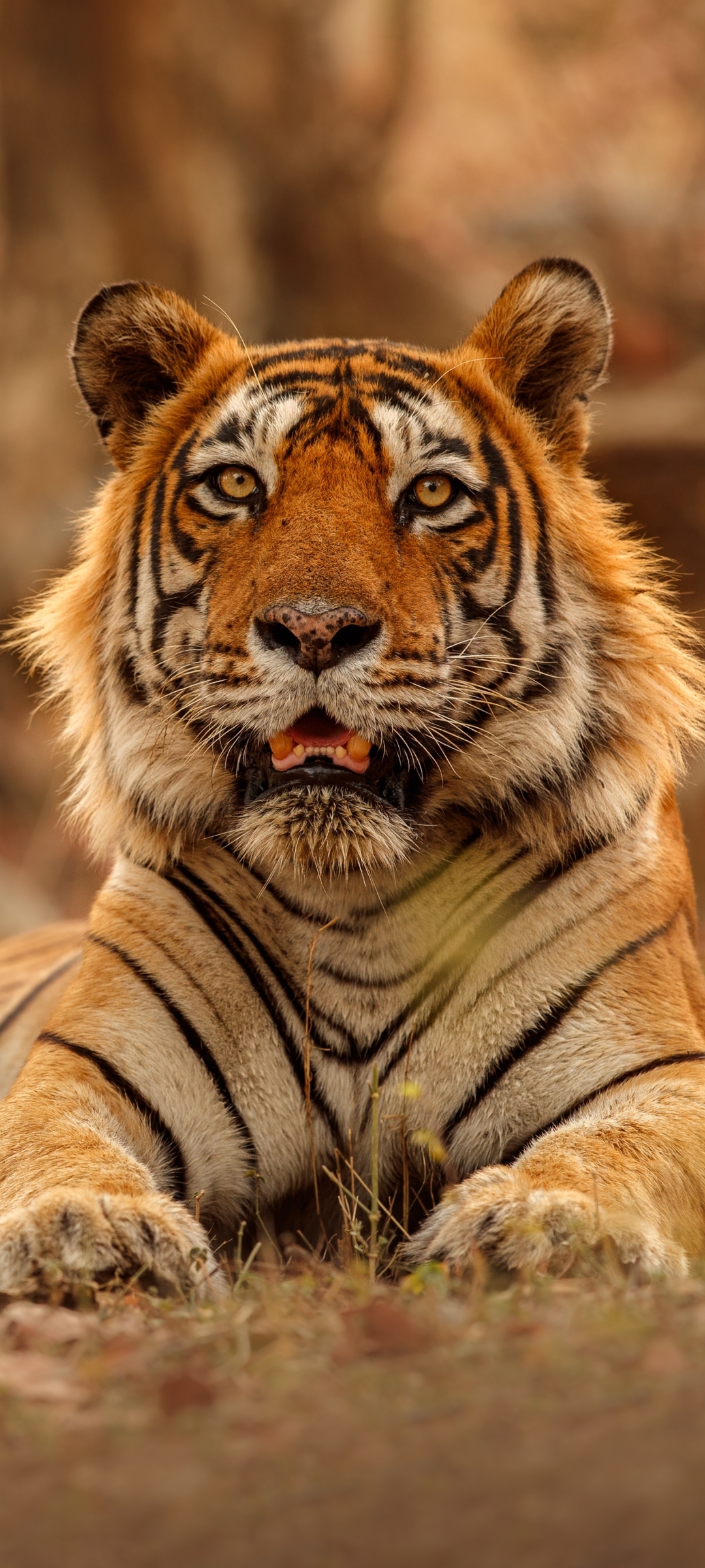 1080x2400 Tiger 4k Photography 1080x2400 Resolution Wallpaper, HD Animals  4K Wallpapers, Images, Photos and Background - Wallpapers Den