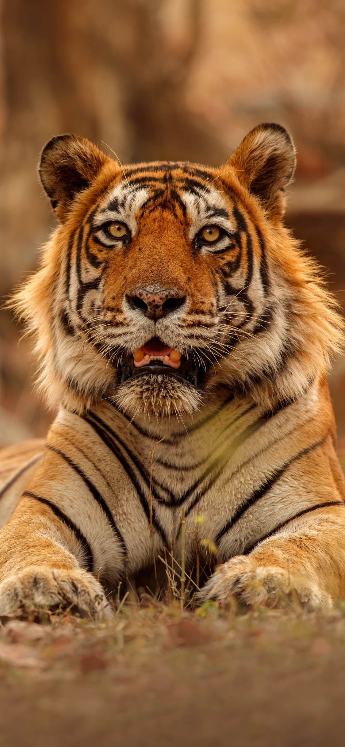 500 Best Tiger Images  100 Free Download  Pexels Stock Photos