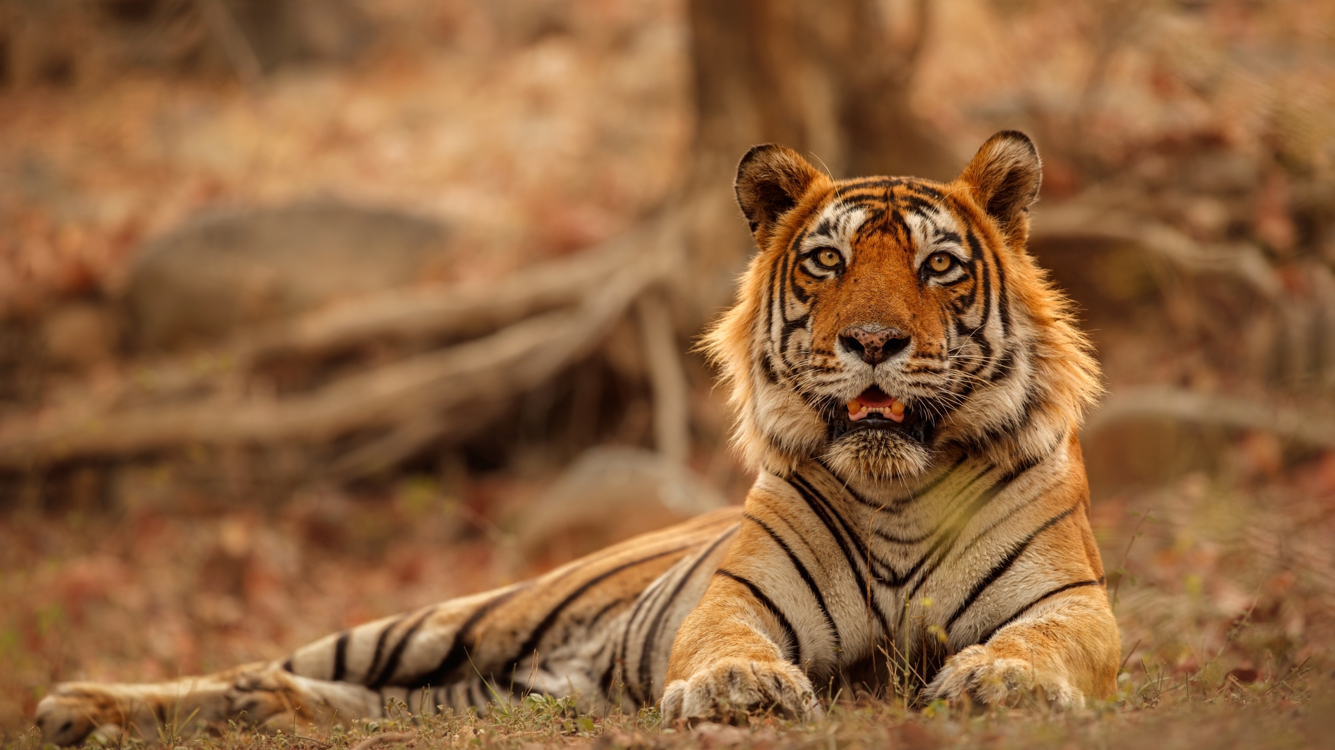 1920x1080 Tiger 4k Photography 1080P Laptop Full HD Wallpaper, HD Animals  4K Wallpapers, Images, Photos and Background - Wallpapers Den