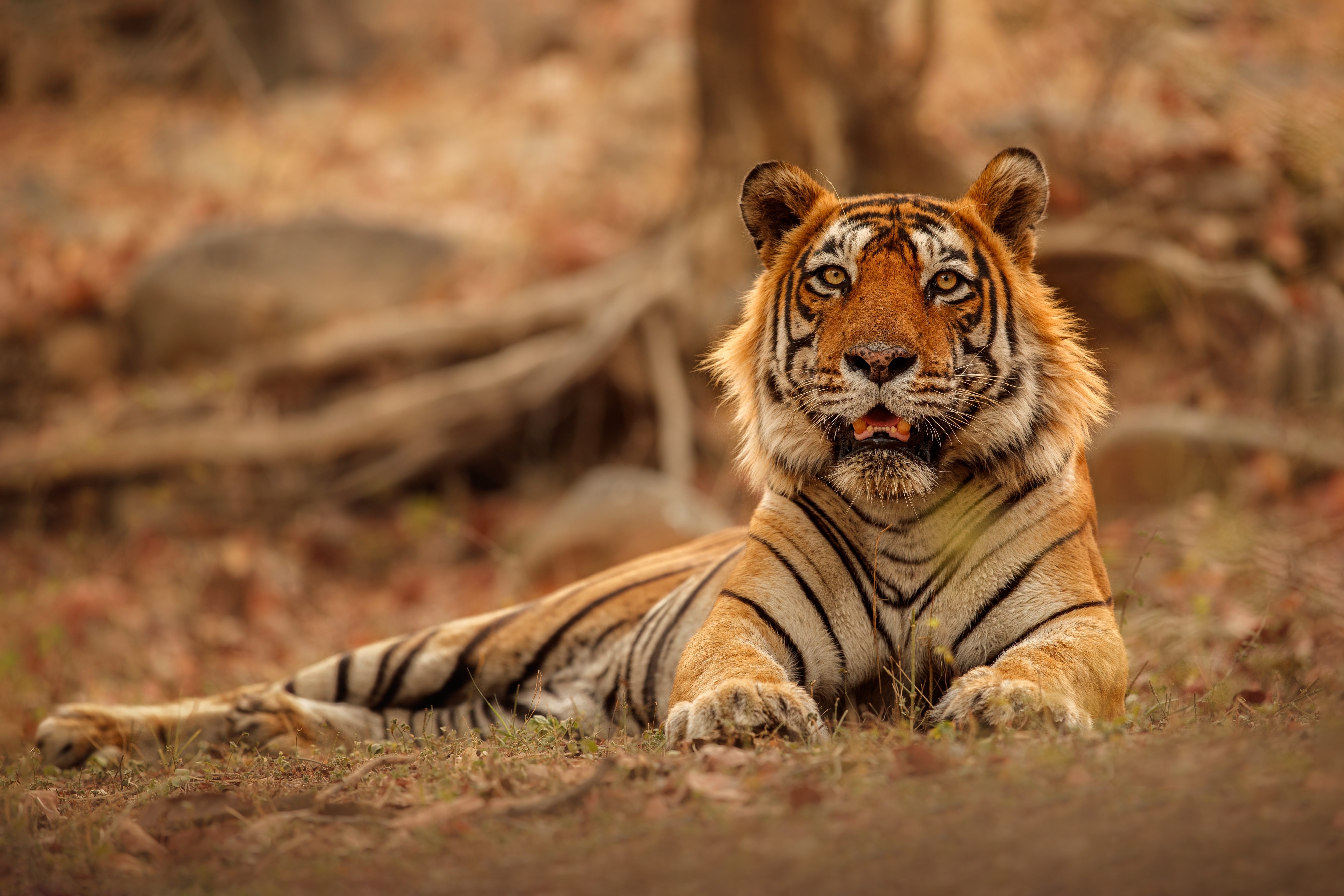 Tiger 4k Photography Wallpaper, HD Animals 4K Wallpapers, Images, Photos  and Background - Wallpapers Den