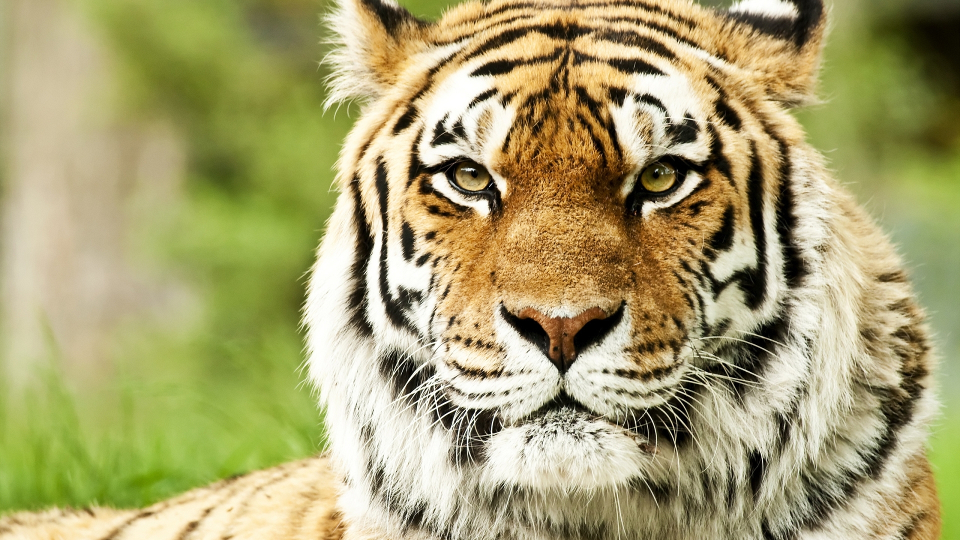 Premium AI Image | Tiger face wallpapers for iphone and android. browse and  enjoy our collection of wallpapers. tiger face wallpaper, tiger face  wallpaper, tiger wallpaper, tiger wallpaper