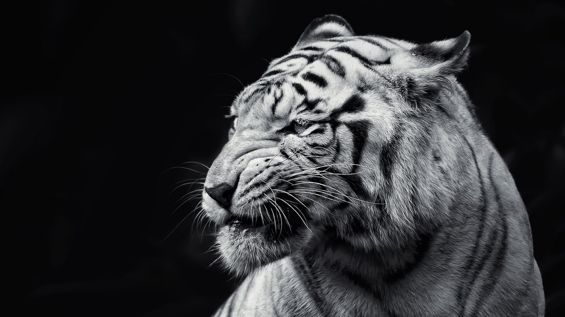 Dark tiger by PunkerLazar on DeviantArt